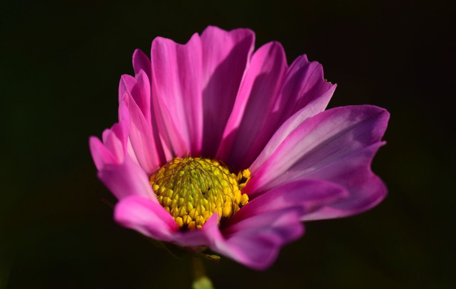 Nikon D3300 sample photo. Pointed flower, purple, nature photography