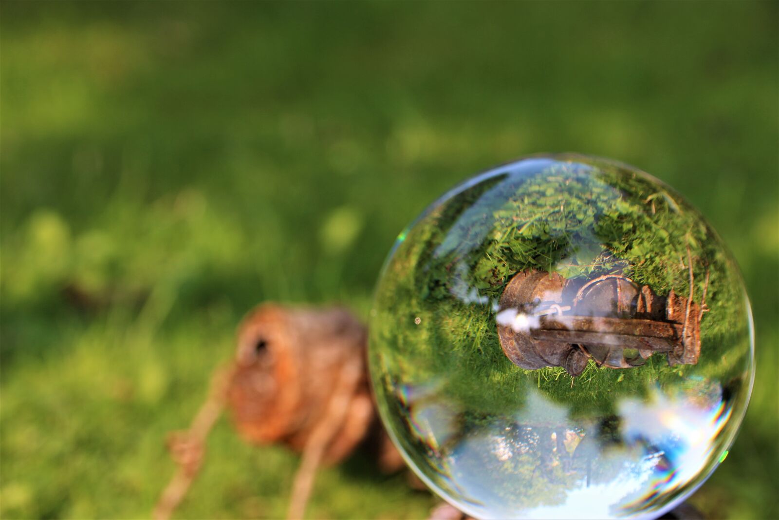 Canon EOS 700D (EOS Rebel T5i / EOS Kiss X7i) sample photo. Lensball, nature, photo sphere photography