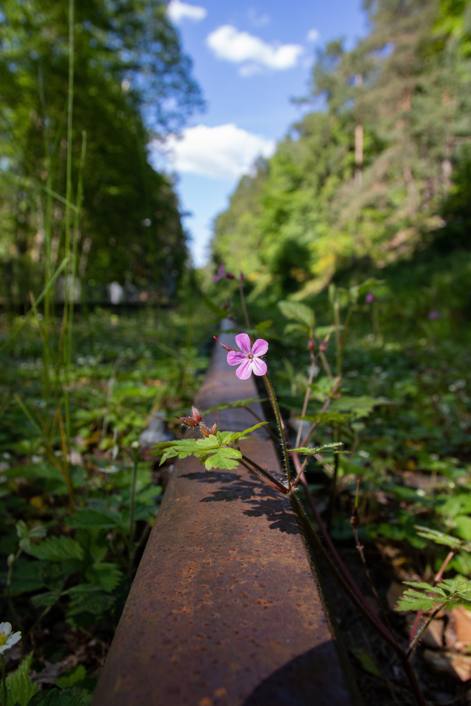 Canon EOS 760D (EOS Rebel T6s / EOS 8000D) sample photo. Flower, bloom, heyday photography