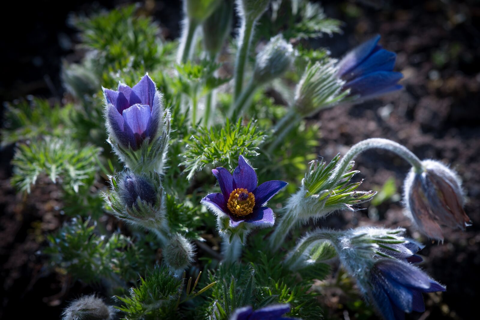 Nikon D750 sample photo. Anemone, flowers, blue photography