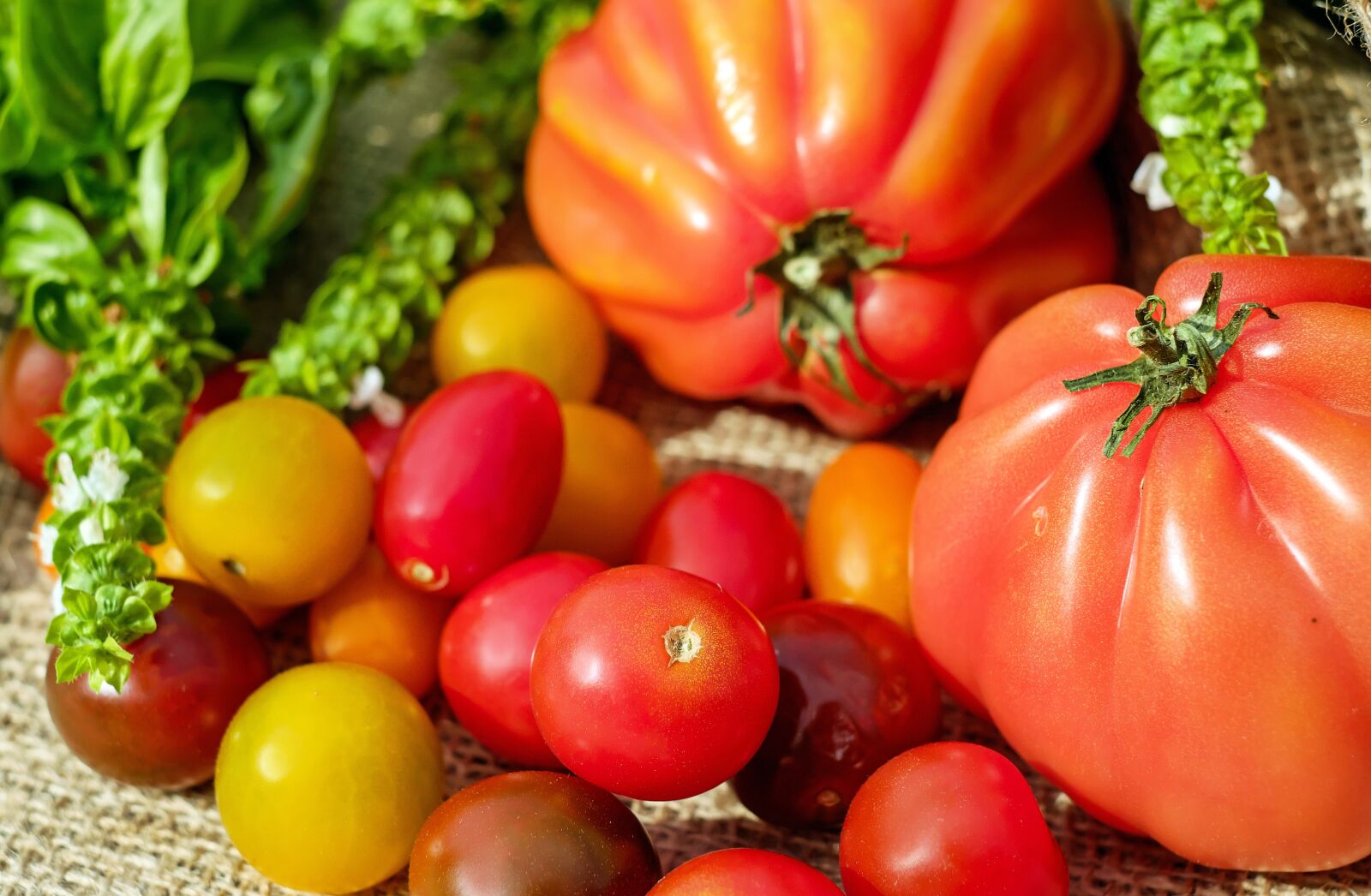 Fujifilm X-T10 + Fujifilm XF 35mm F1.4 R sample photo. Tomatoes, colorful, vitamins photography