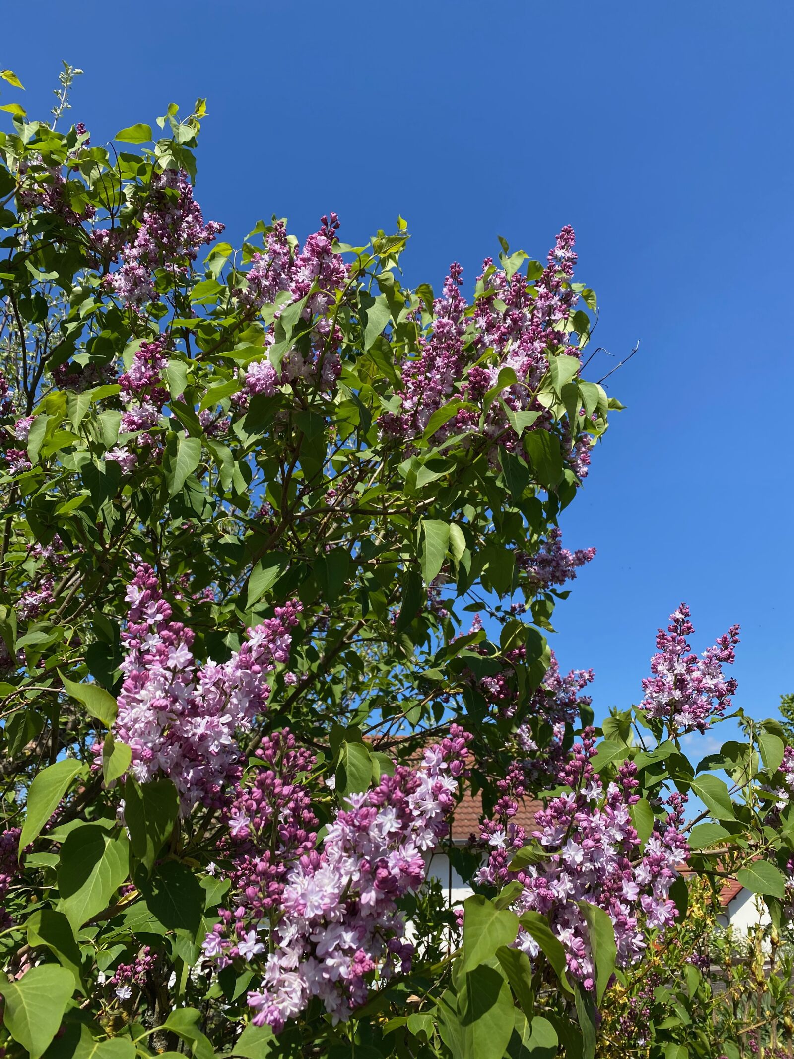 Apple iPhone 11 sample photo. Lilac, summer, bush photography