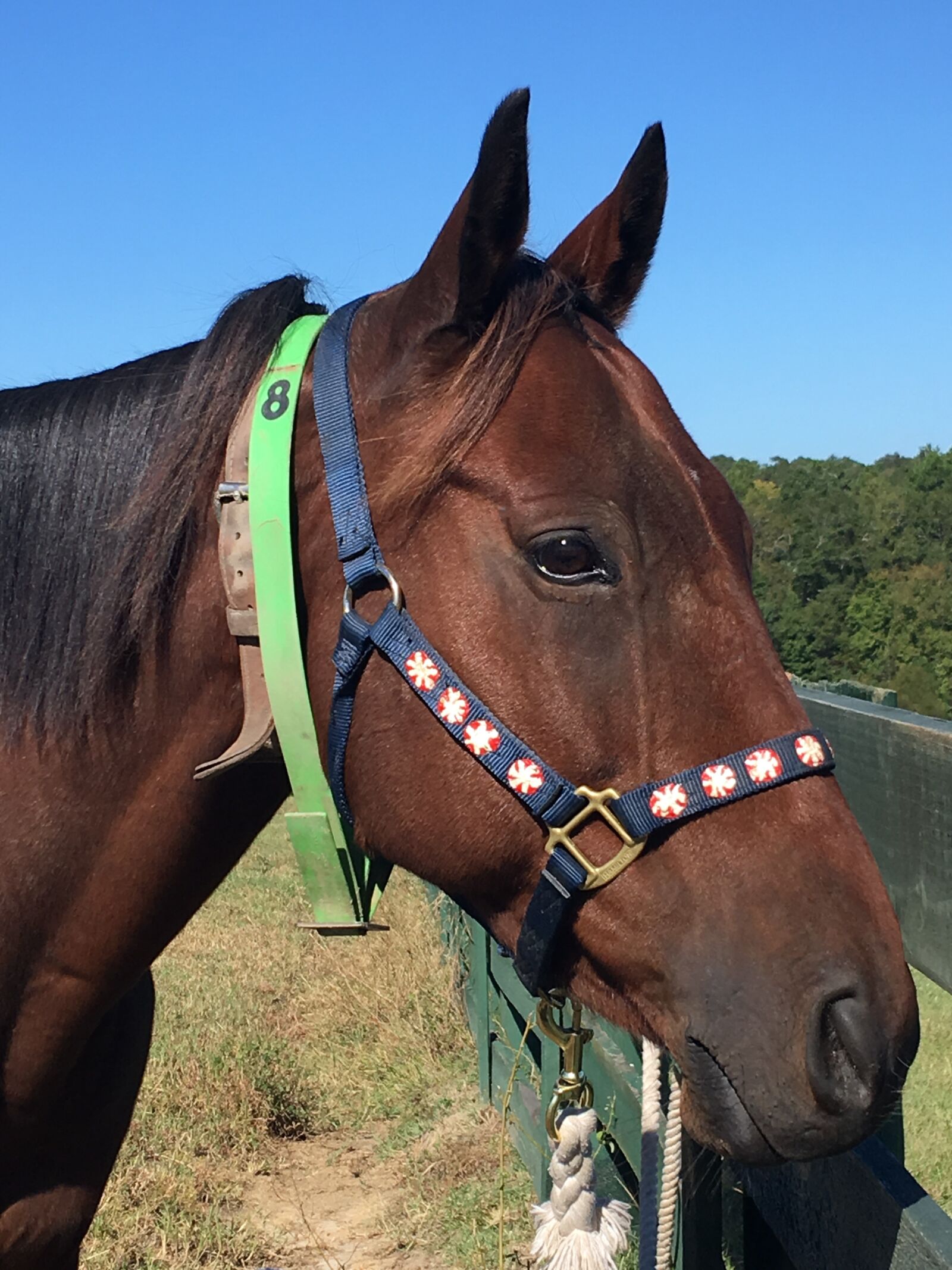 Apple iPhone 6s Plus sample photo. Thoroughbred, horse, horse head photography