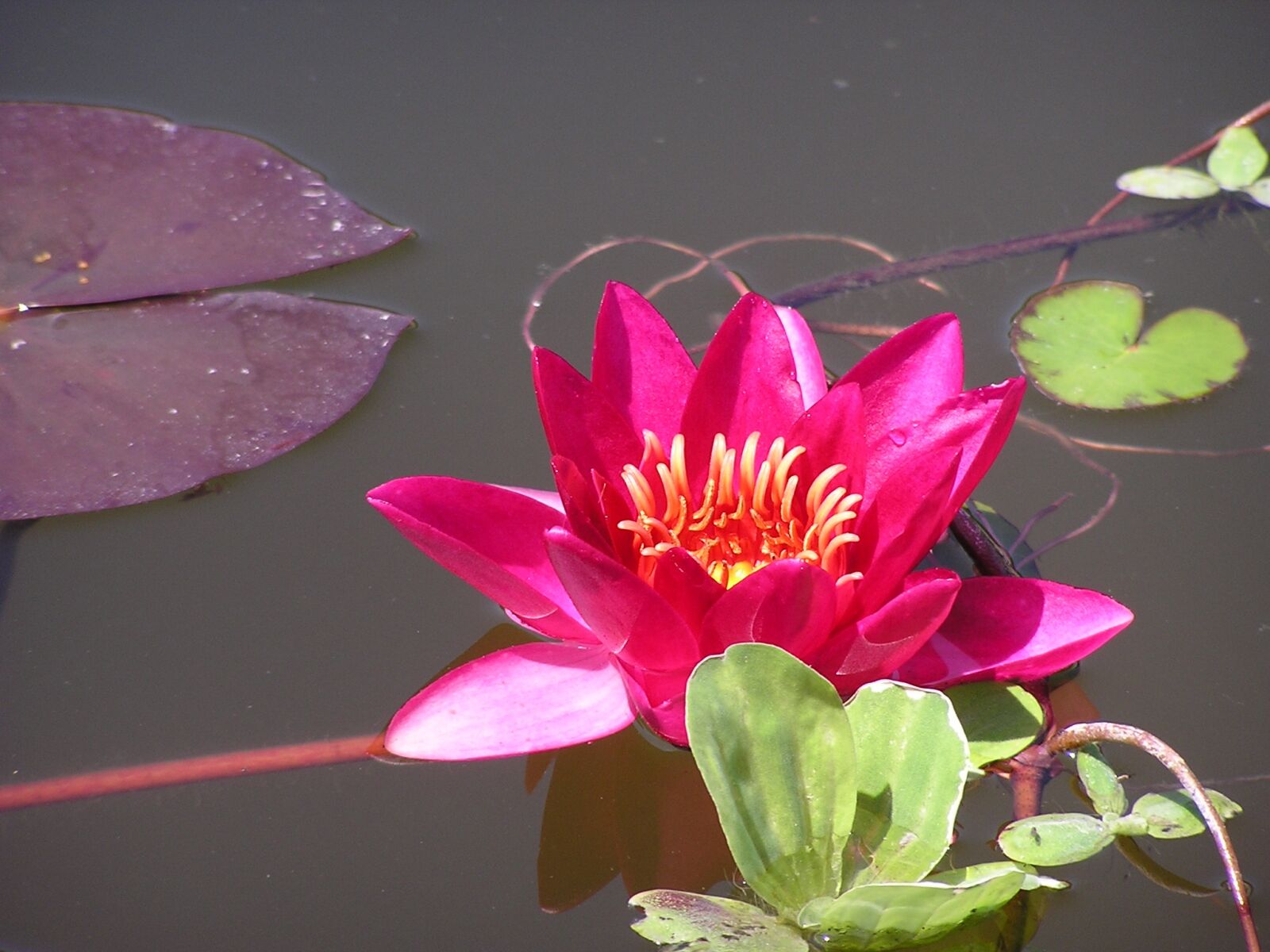 Olympus C740UZ sample photo. Red water lily, red photography