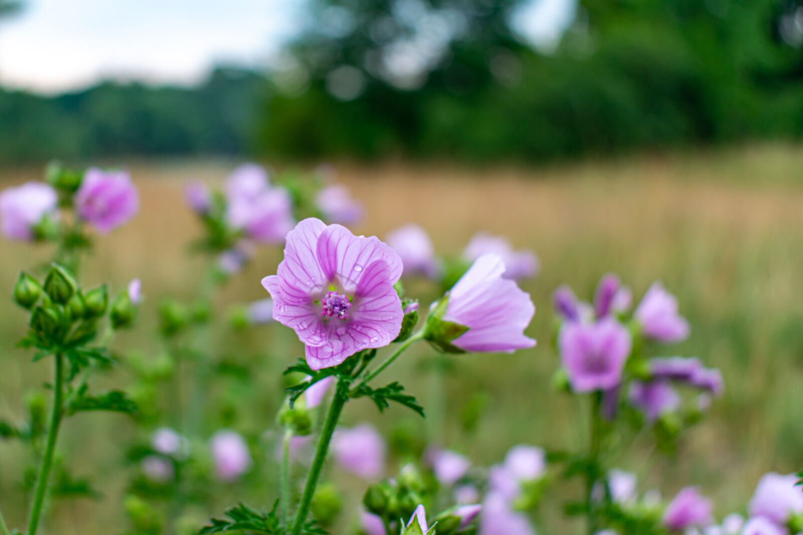 Nikon D5300 sample photo. Sigmar herb, roses-mallow, mallow photography