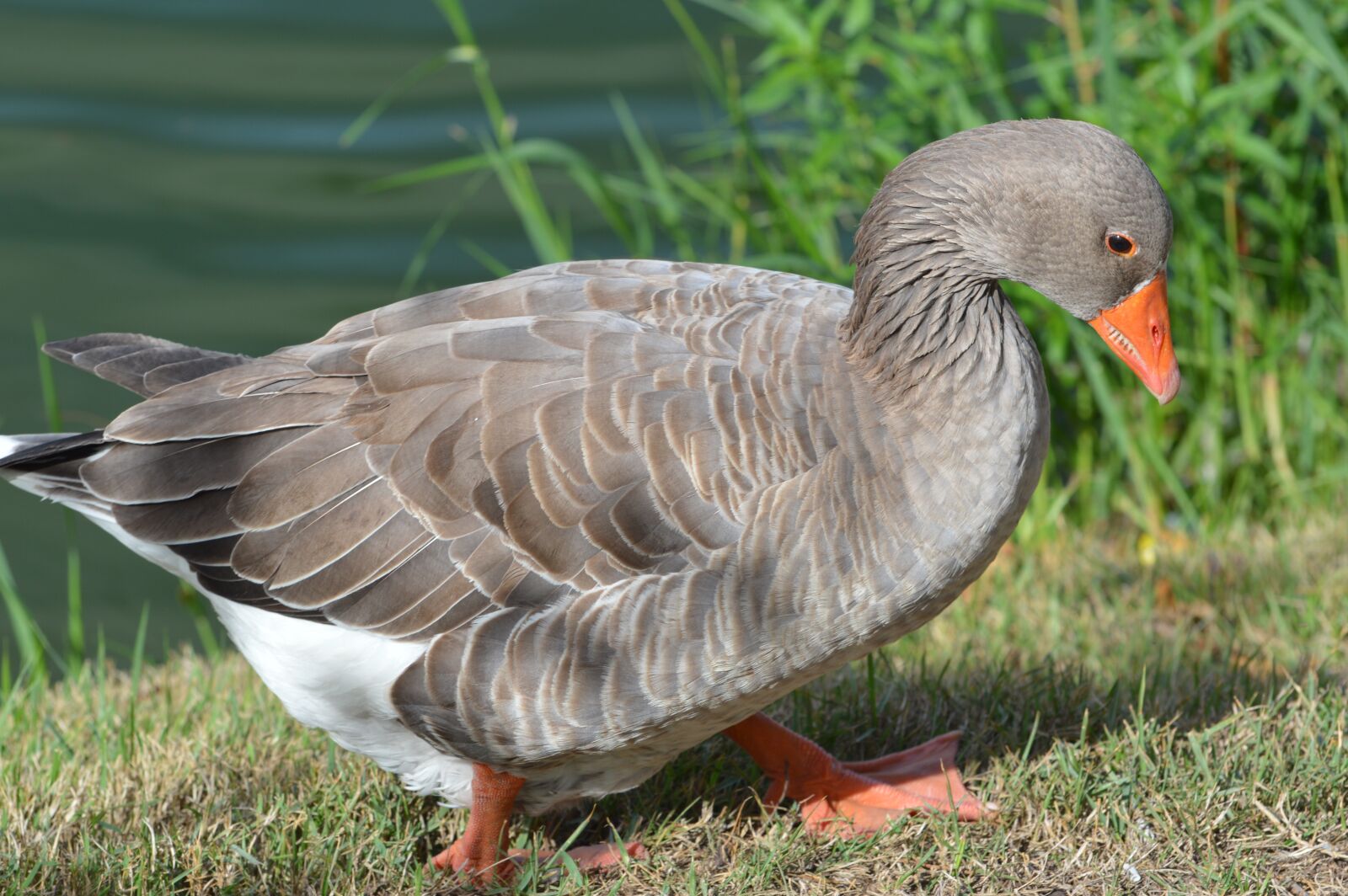 Nikon D3200 sample photo. Duck, animal, nature photography
