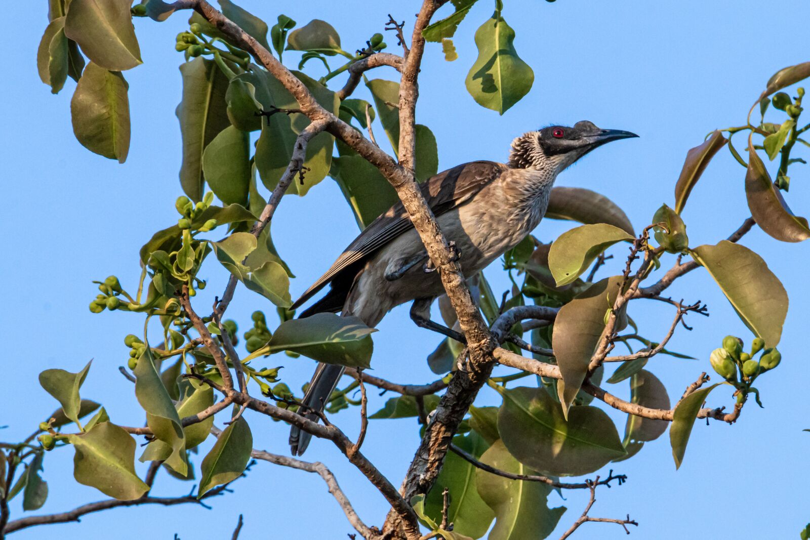 Canon EOS 80D sample photo. Raptor, wildlife, birds photography