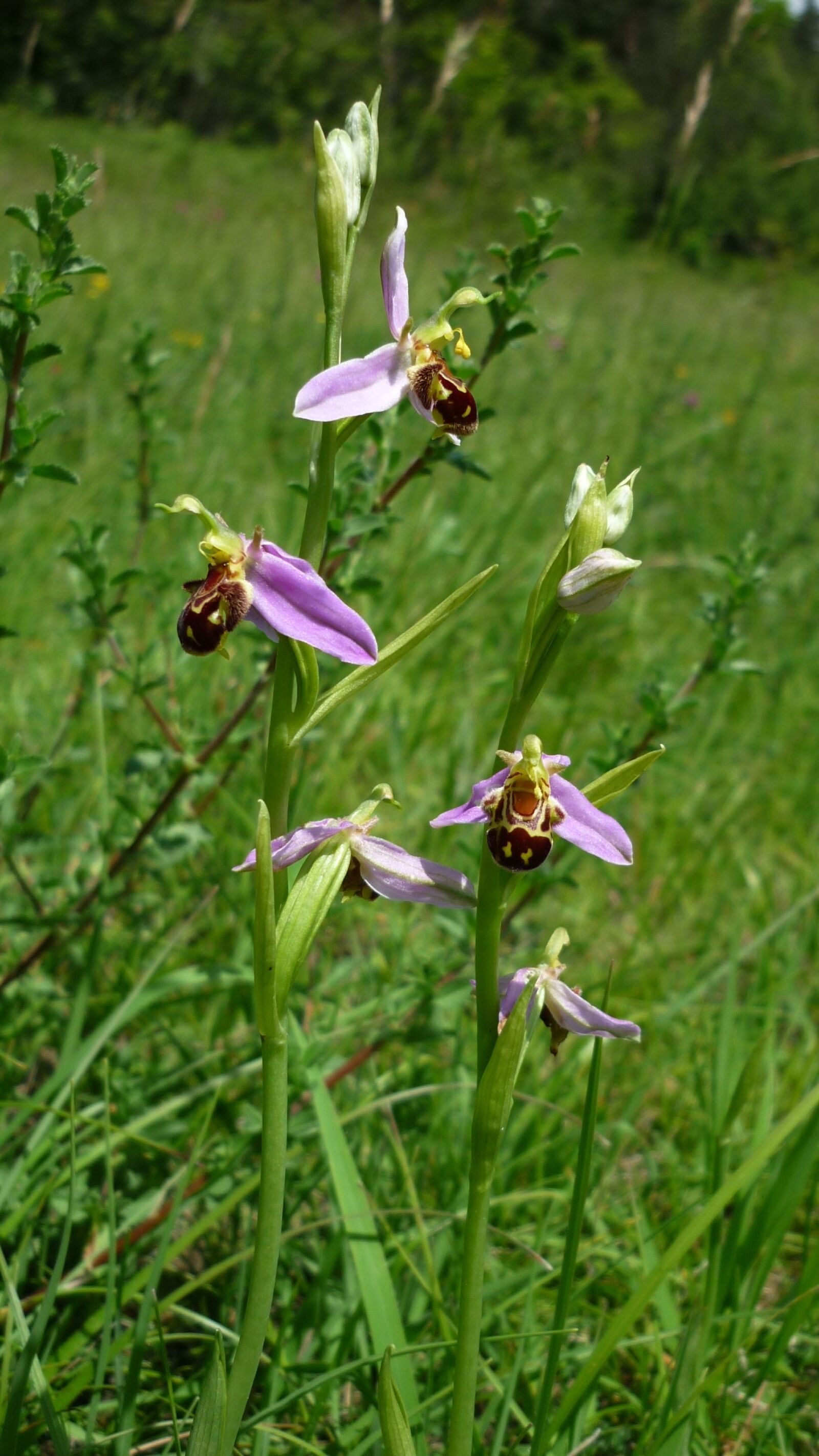 Panasonic Lumix DMC-FS6 sample photo. Bee orchid, german orchid photography