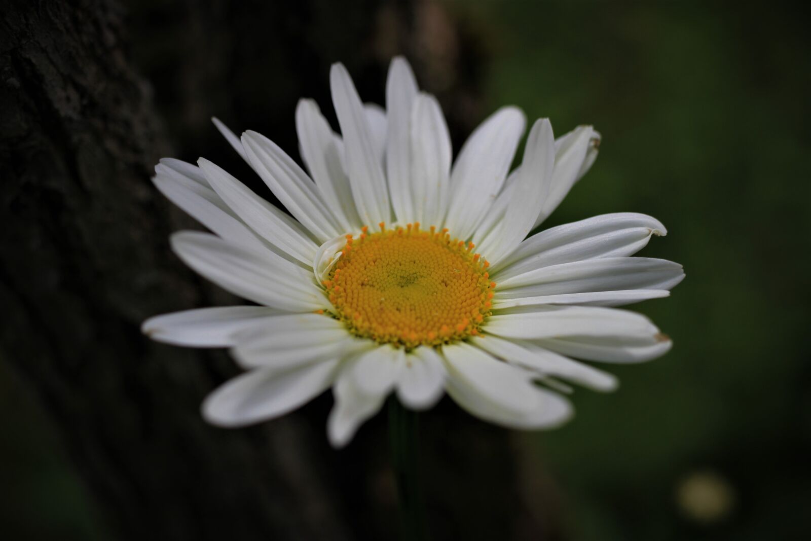 Canon EF-S 35mm F2.8 Macro IS STM sample photo. Meadows daisy, marguerite, blossom photography