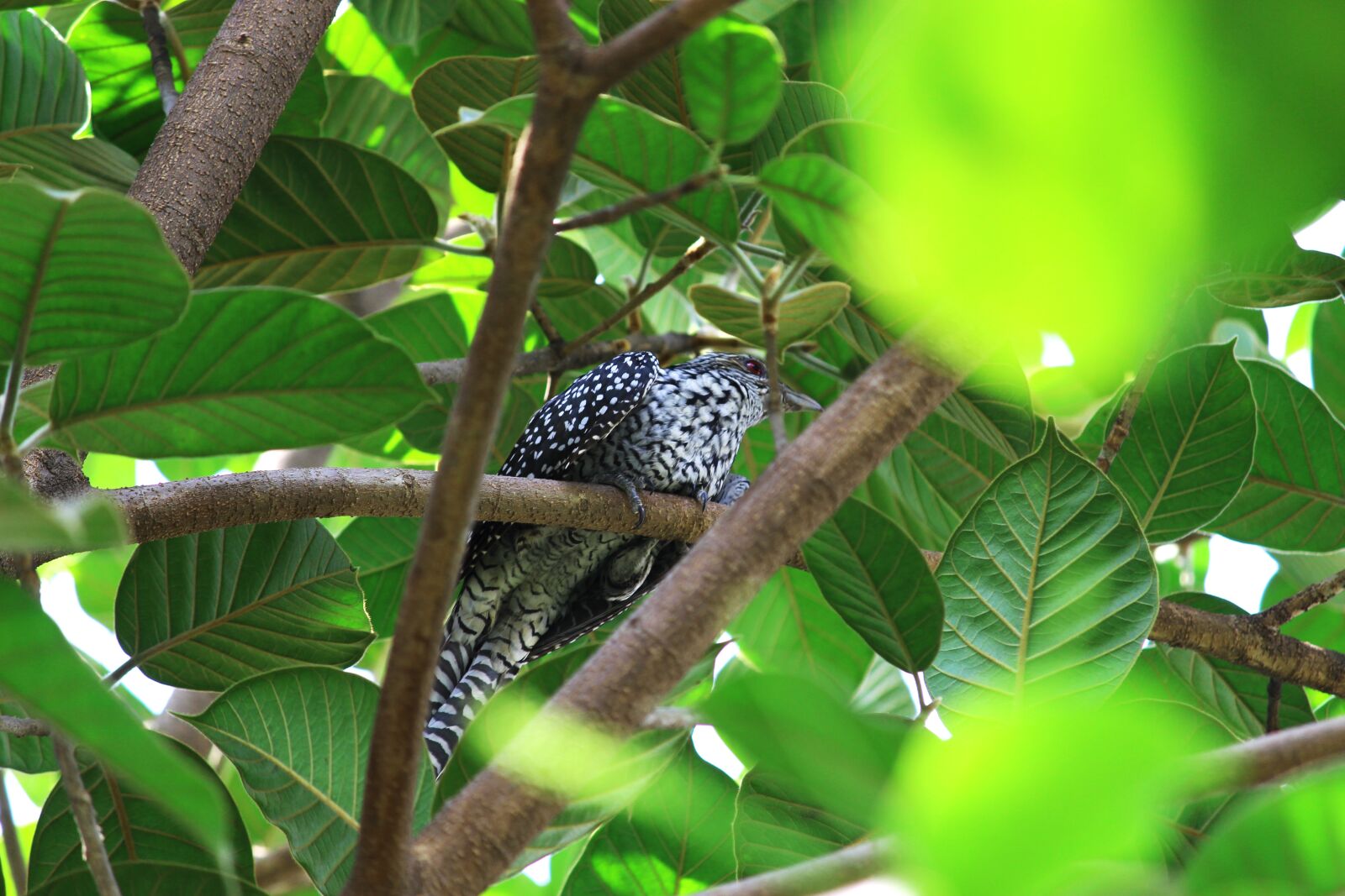 Canon EOS 700D (EOS Rebel T5i / EOS Kiss X7i) sample photo. Bird, tree, wildlife photography