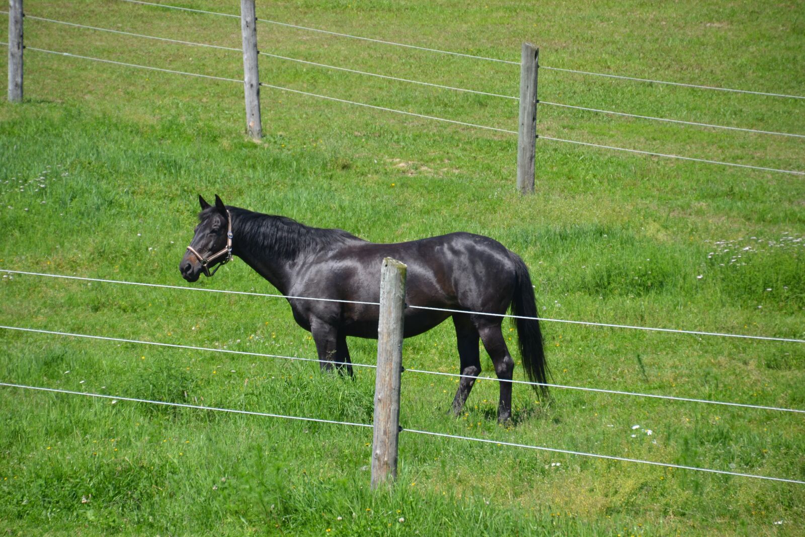 Nikon D3100 sample photo. Horse, warmblut, black beauty photography