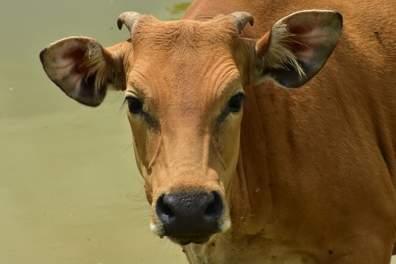 Nikon D3400 sample photo. Cattle, cow, brown photography