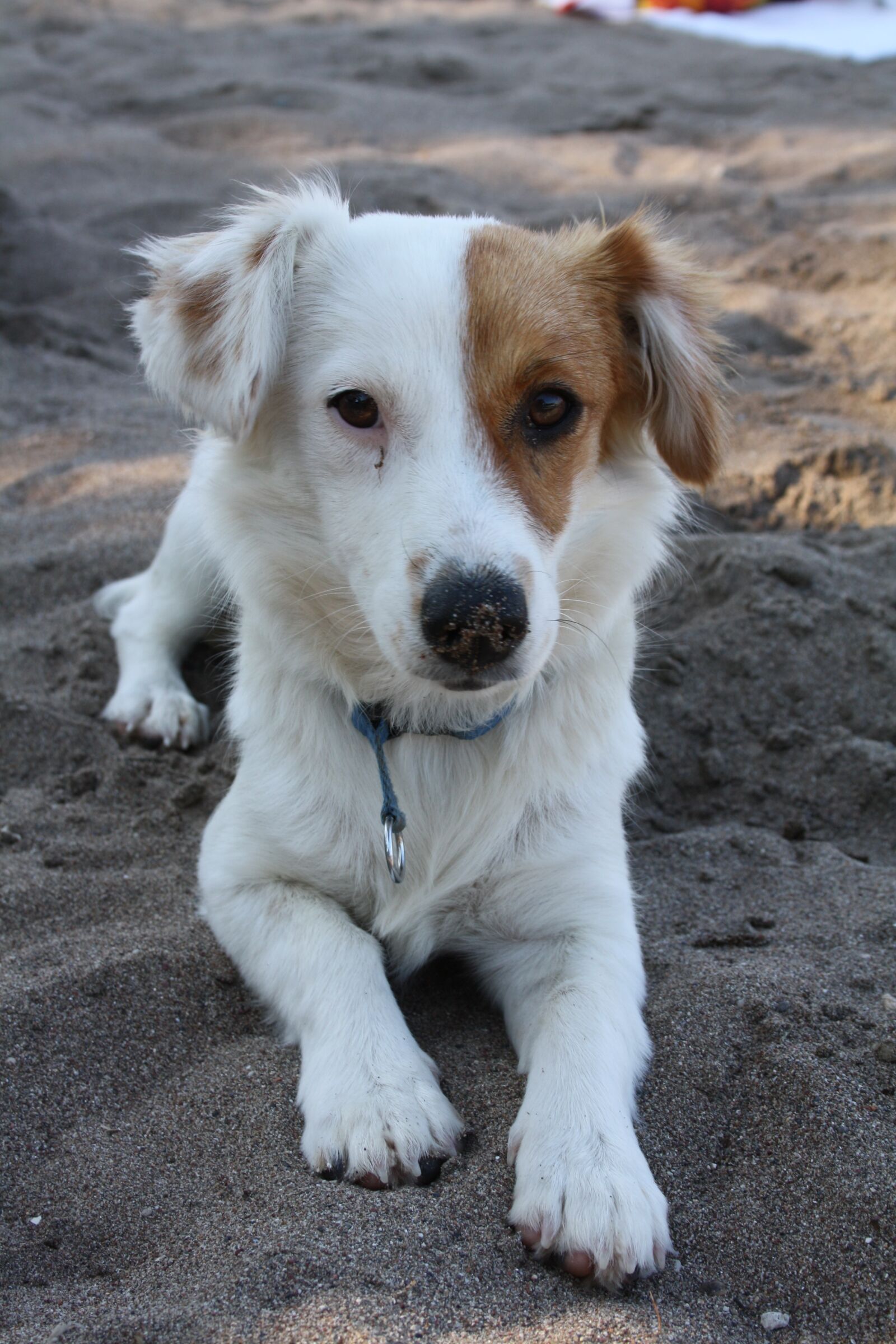 Canon EOS 1000D (EOS Digital Rebel XS / EOS Kiss F) sample photo. Dog, devotion, animal photography