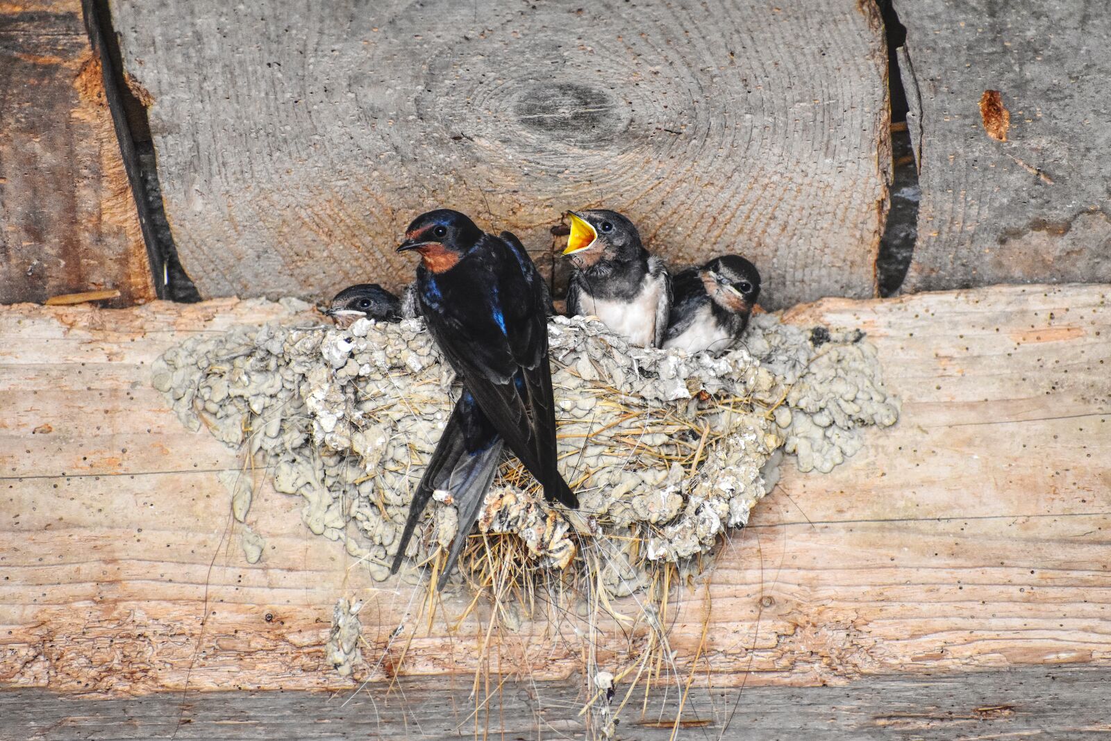 Nikon D3500 sample photo. Barn swallow, schwalbe, barn photography