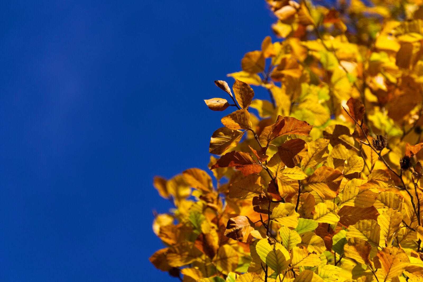 Sony a6000 sample photo. Colorful, leaves, color photography
