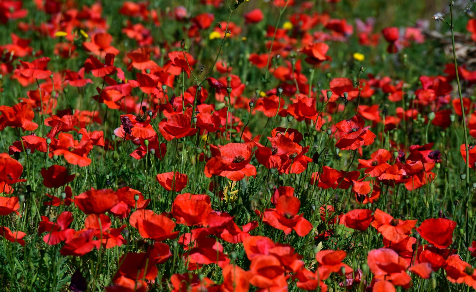 Nikon D3300 sample photo. Poppy, field of poppies photography
