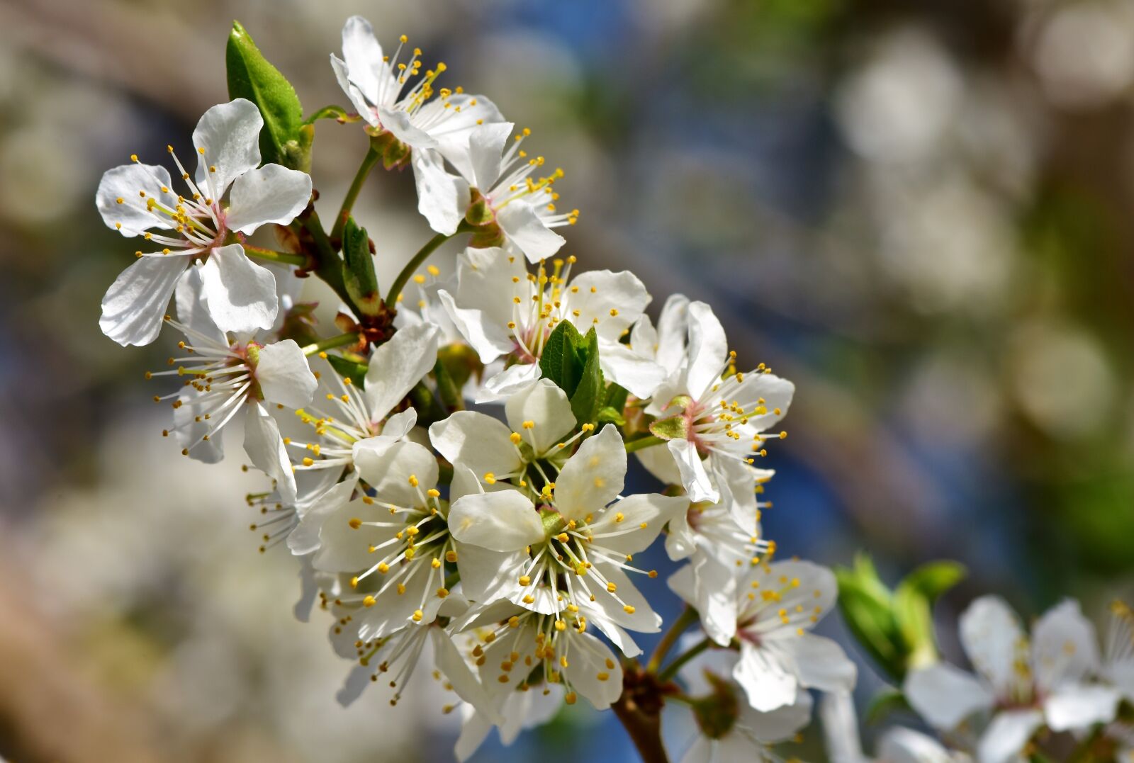 Nikon D7200 sample photo. Plum blossom, blossom, bloom photography