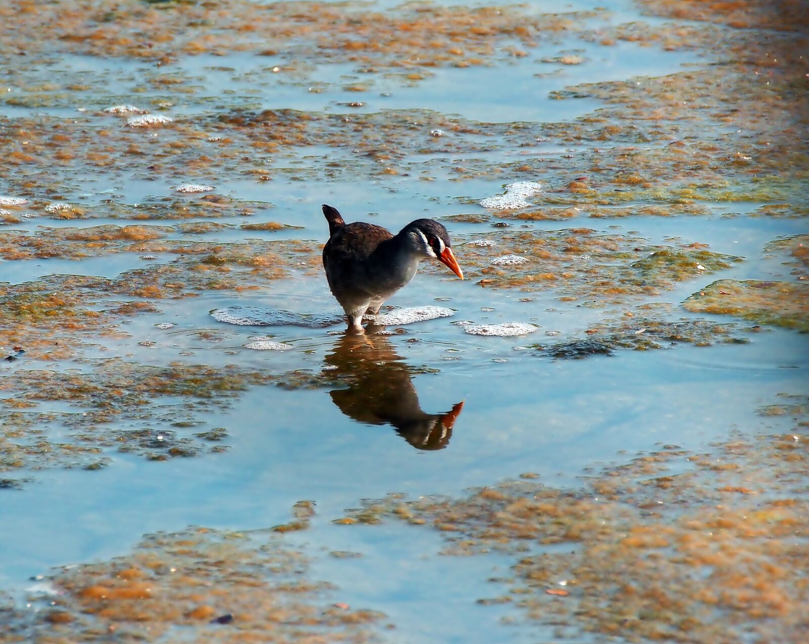 Olympus OM-D E-M1 sample photo. White-browed crake, wild, bird photography