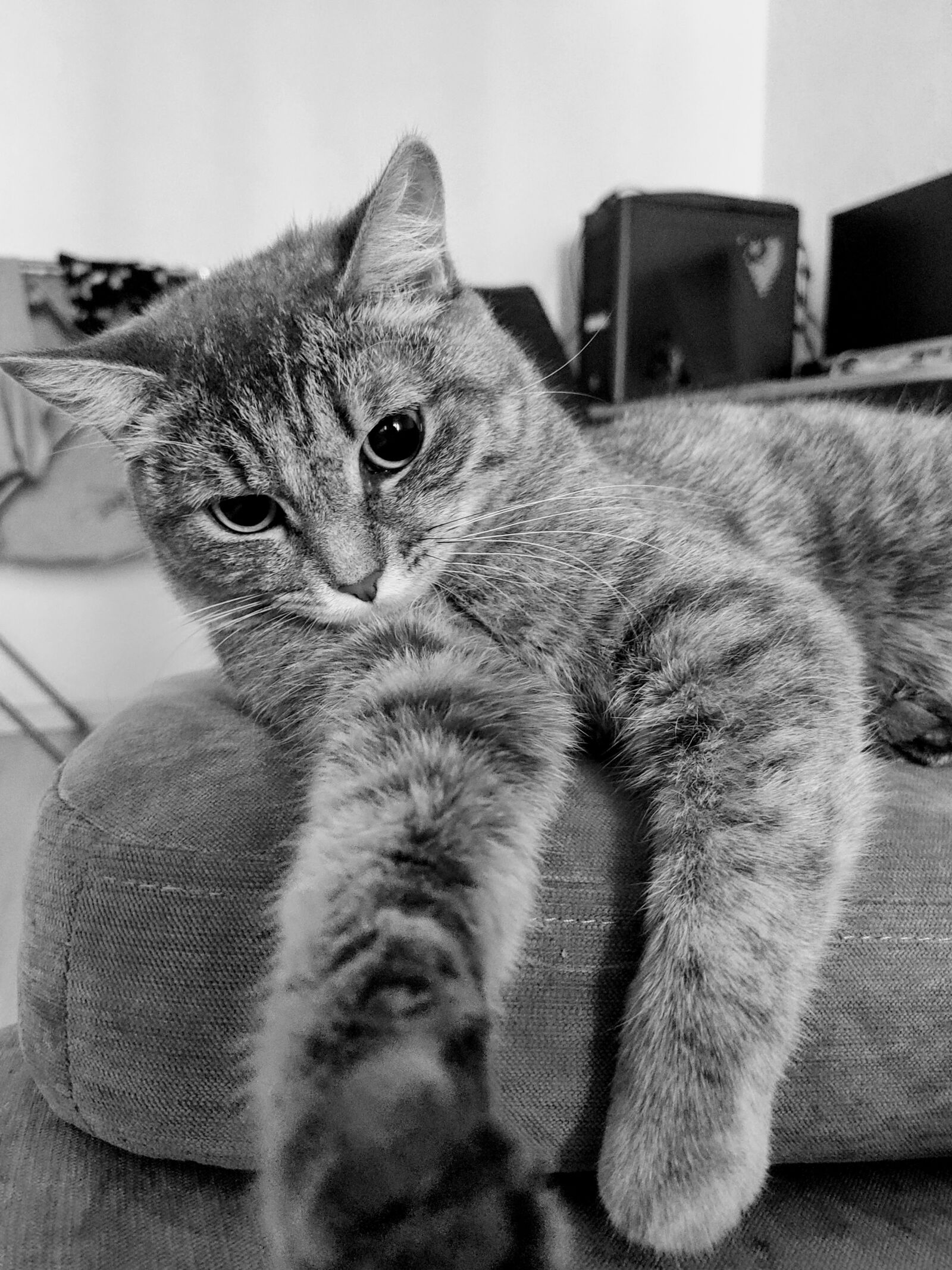 Xiaomi MI 9 sample photo. Cat, gray, animal photography