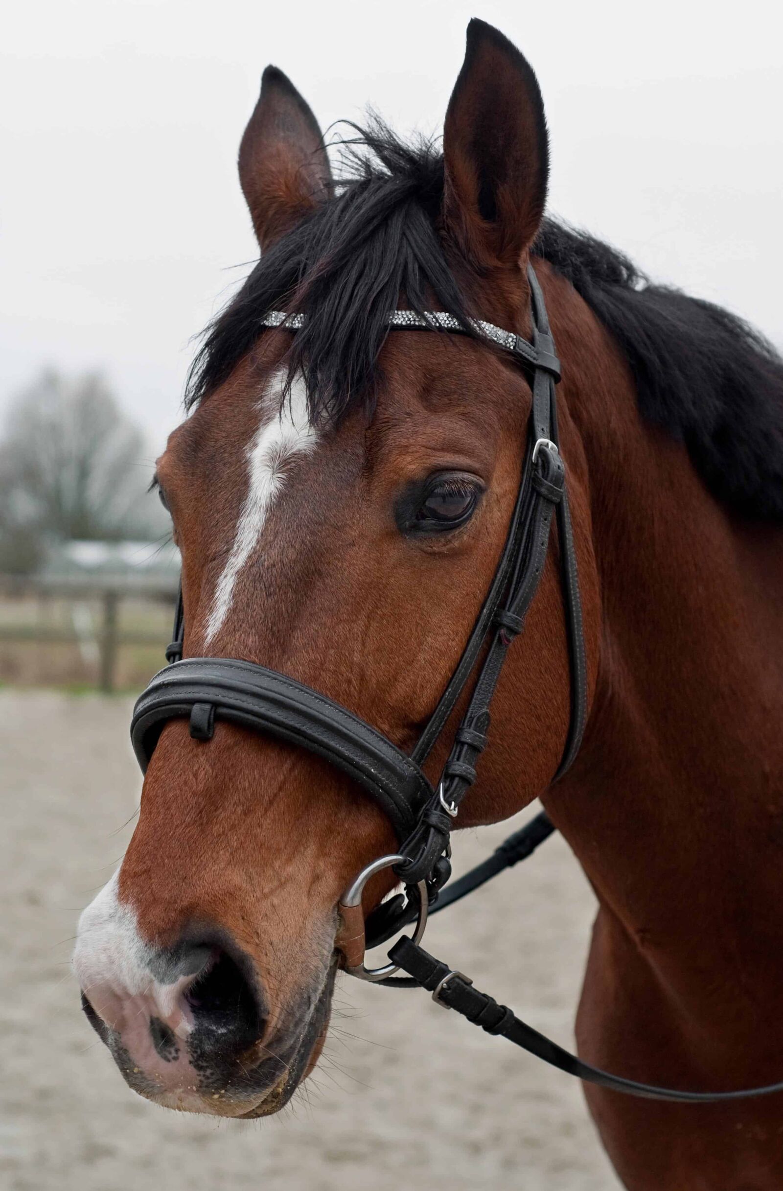 Nikon D300 sample photo. Cavalry, brown horse, outdoor photography
