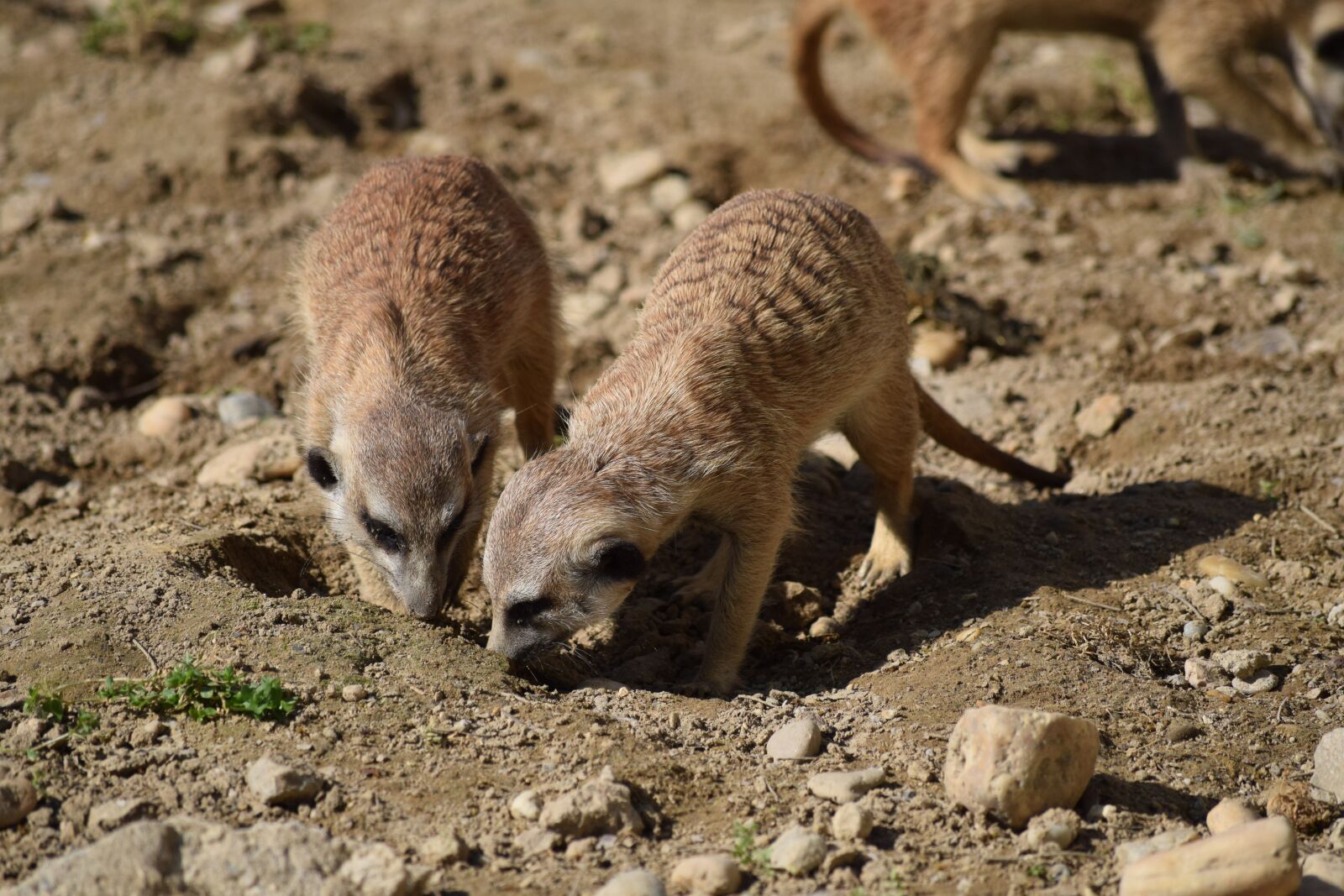 Nikon D3300 sample photo. Meerkat, zoo, animal photography