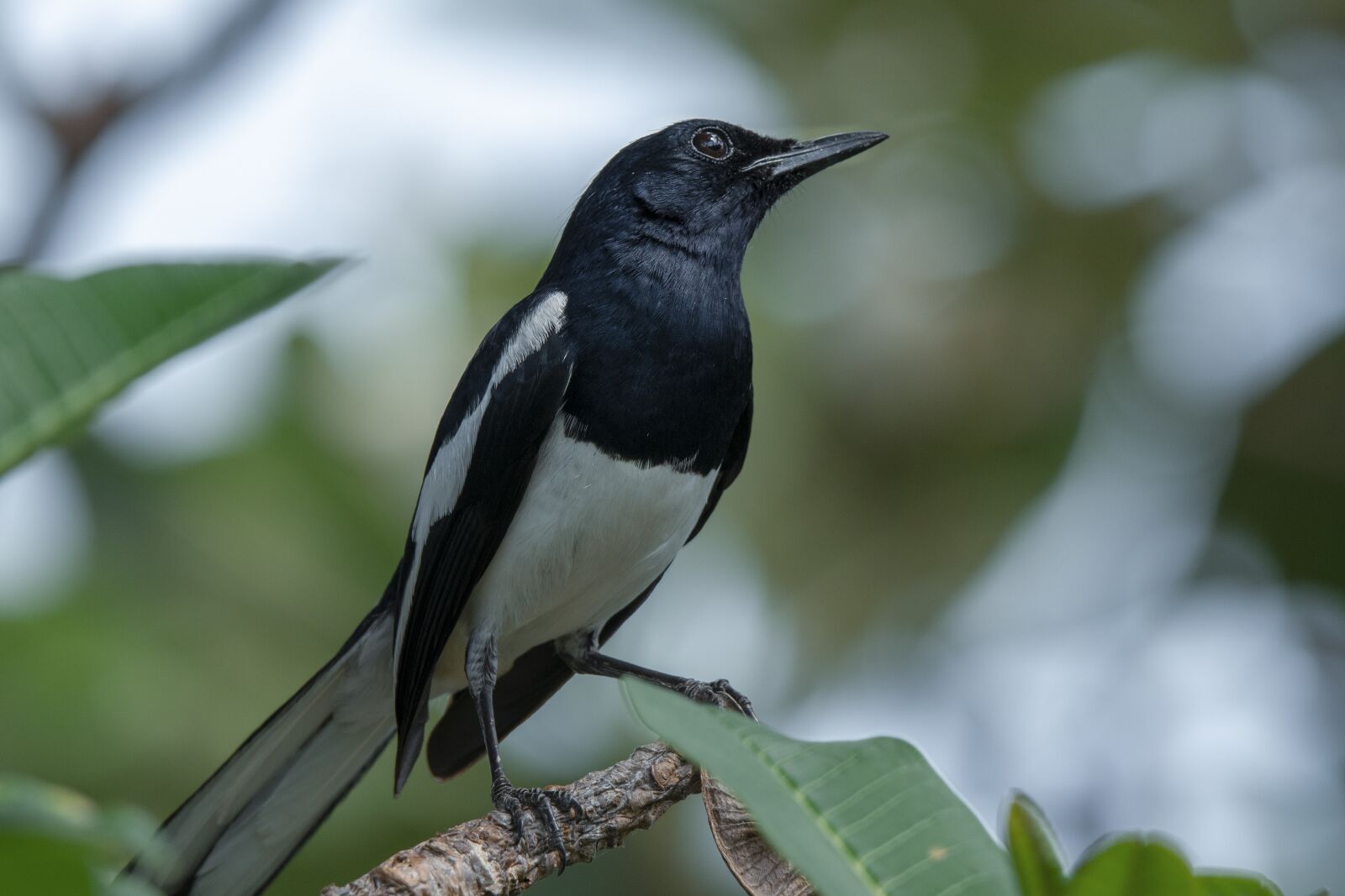 Nikon D500 sample photo. Dayallijster, bird, animals photography