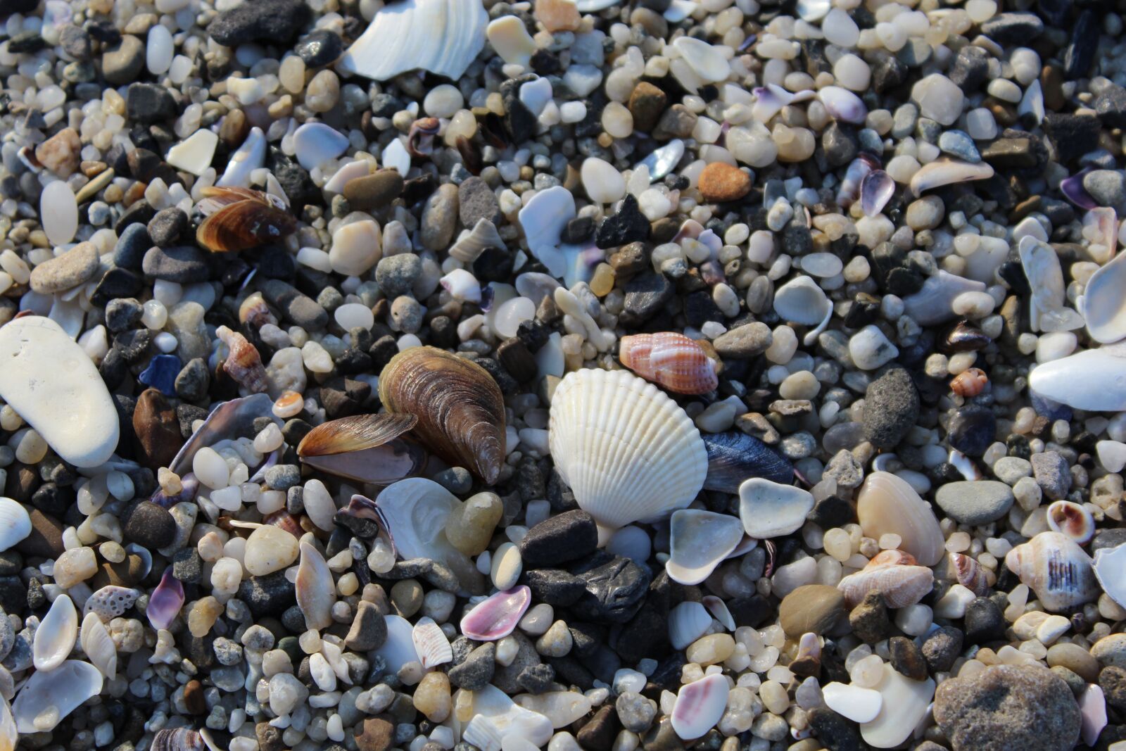 Canon EOS 1200D (EOS Rebel T5 / EOS Kiss X70 / EOS Hi) sample photo. Sand, shells, beach photography