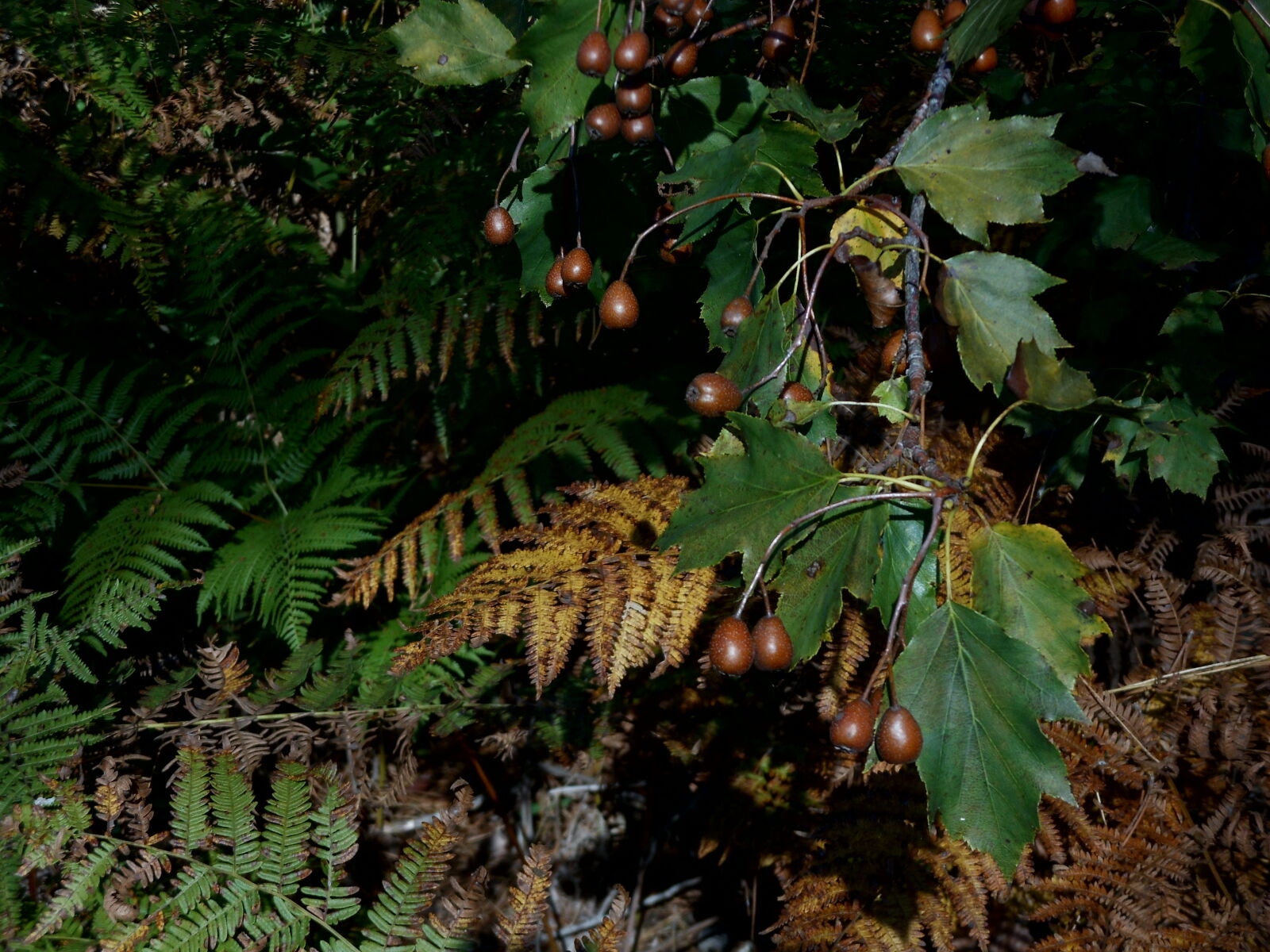 Nikon Coolpix S6200 sample photo. Autumn, forest photography