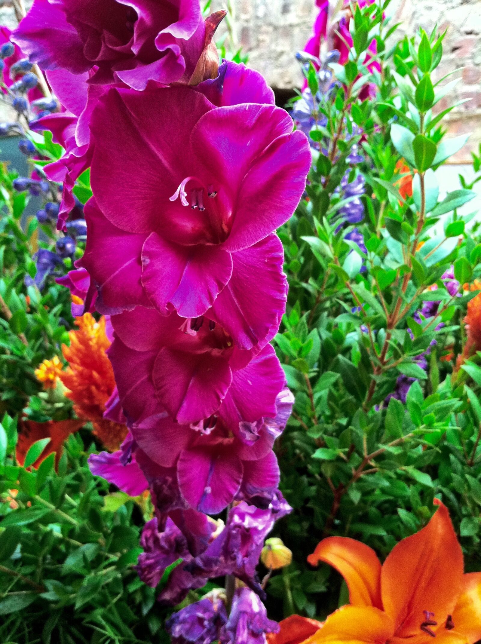 Apple iPhone 4 sample photo. Floral, fuchsia, blossom photography
