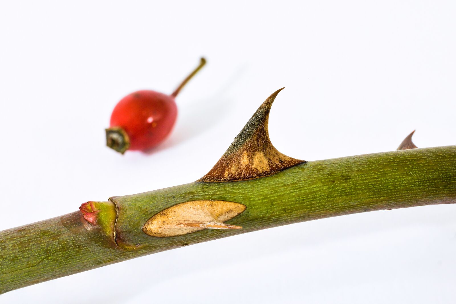 Nikon D7200 sample photo. Rose hip, rose, bush photography