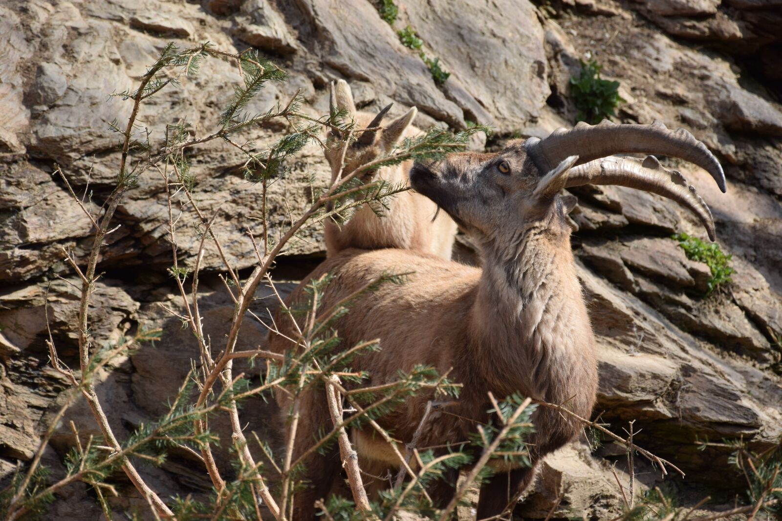 Nikon D5300 sample photo. Nature, animals, rock photography