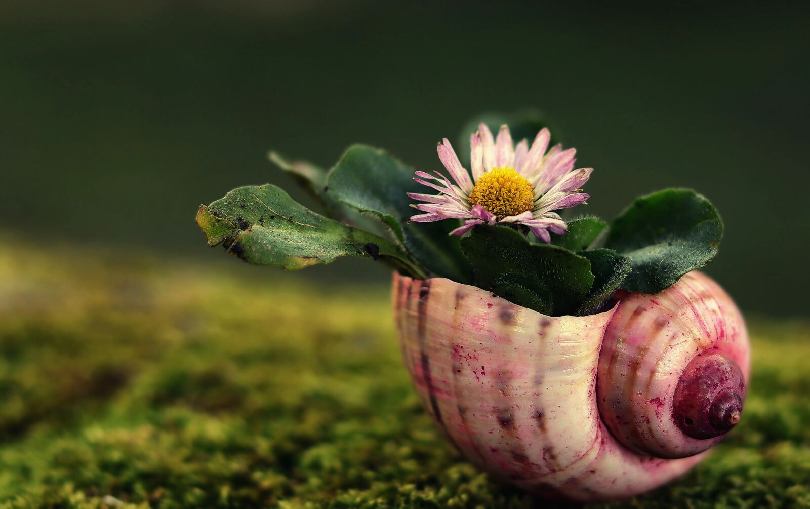 Canon EOS M50 (EOS Kiss M) sample photo. Daisy, shell, nature photography