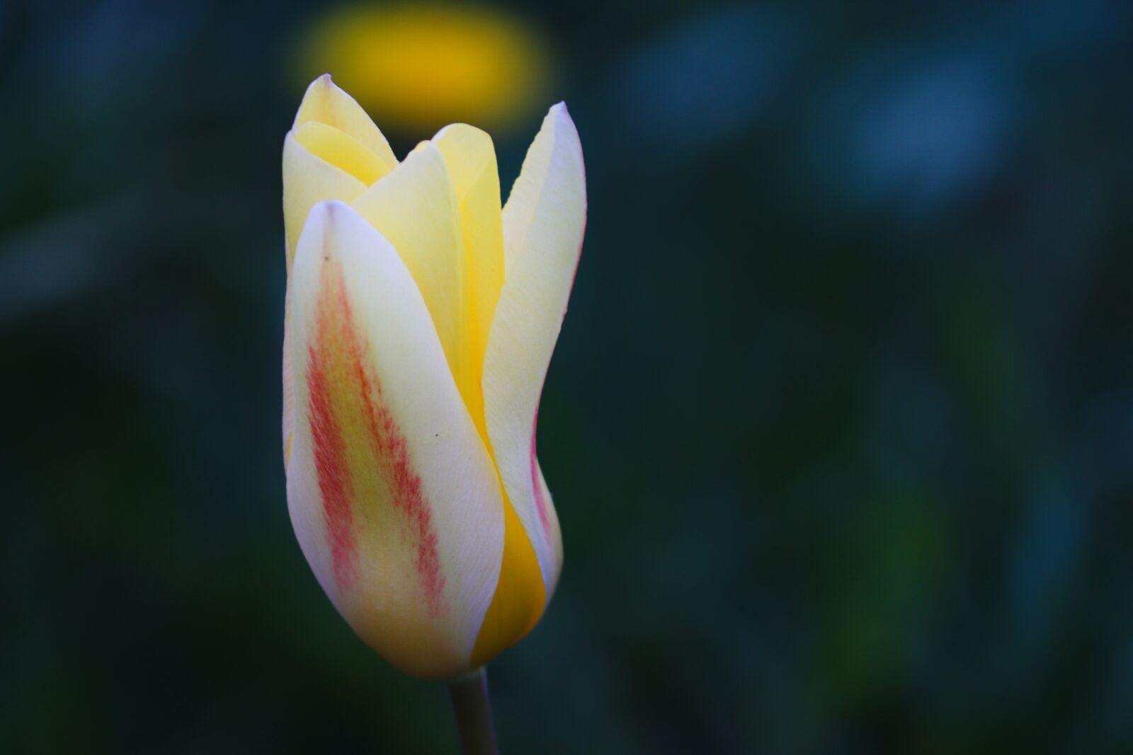 Canon EOS 200D (EOS Rebel SL2 / EOS Kiss X9) sample photo. Tulip, blossom, bloom photography