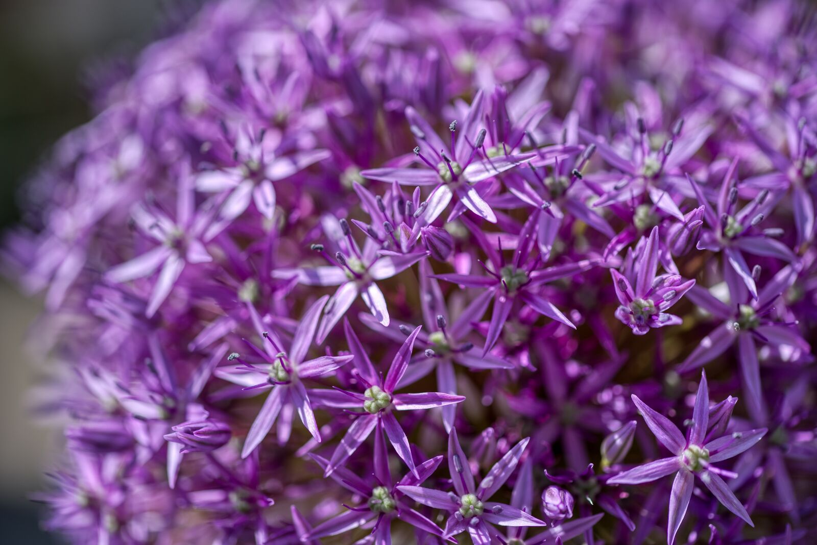 Nikon D750 sample photo. Ornamental onion, allium, onion photography