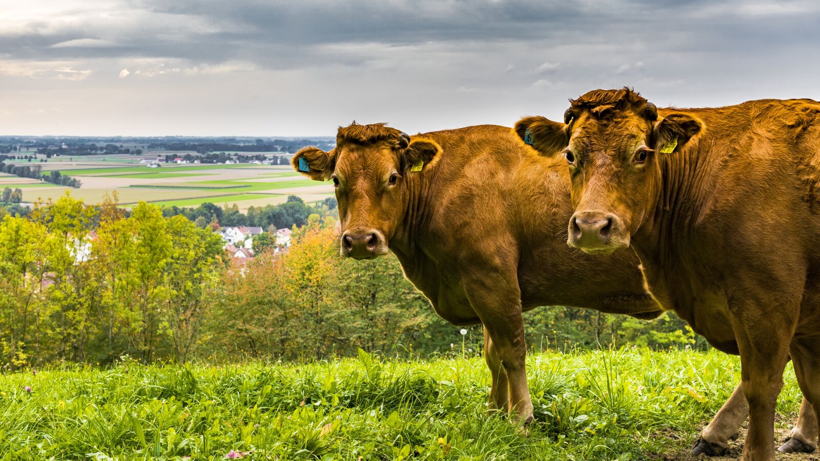 Sony a6300 + Sigma 30mm F2.8 EX DN sample photo. Cows, pasture, animals photography