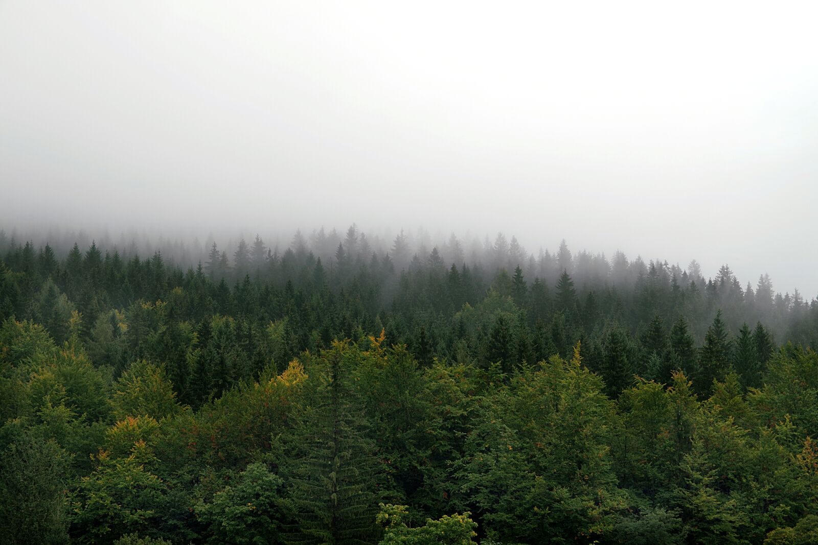 Pentax K-S2 sample photo. The fog, forest, mountains photography