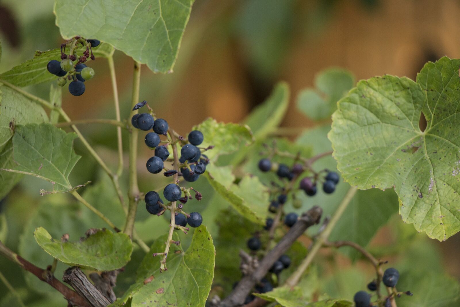 Canon EOS 70D sample photo. Berry, grapes, foliage photography