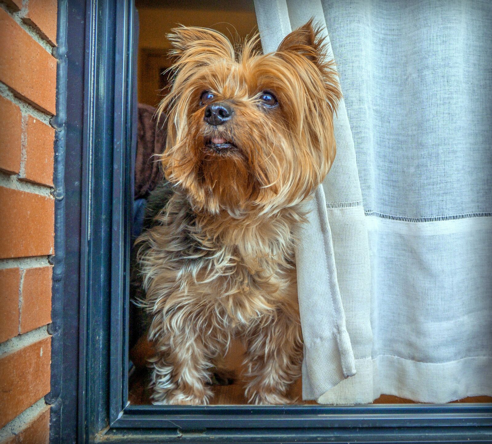 Sony a6000 + Sony E PZ 18-105mm F4 G OSS sample photo. Dog, yorkshire, terrier photography
