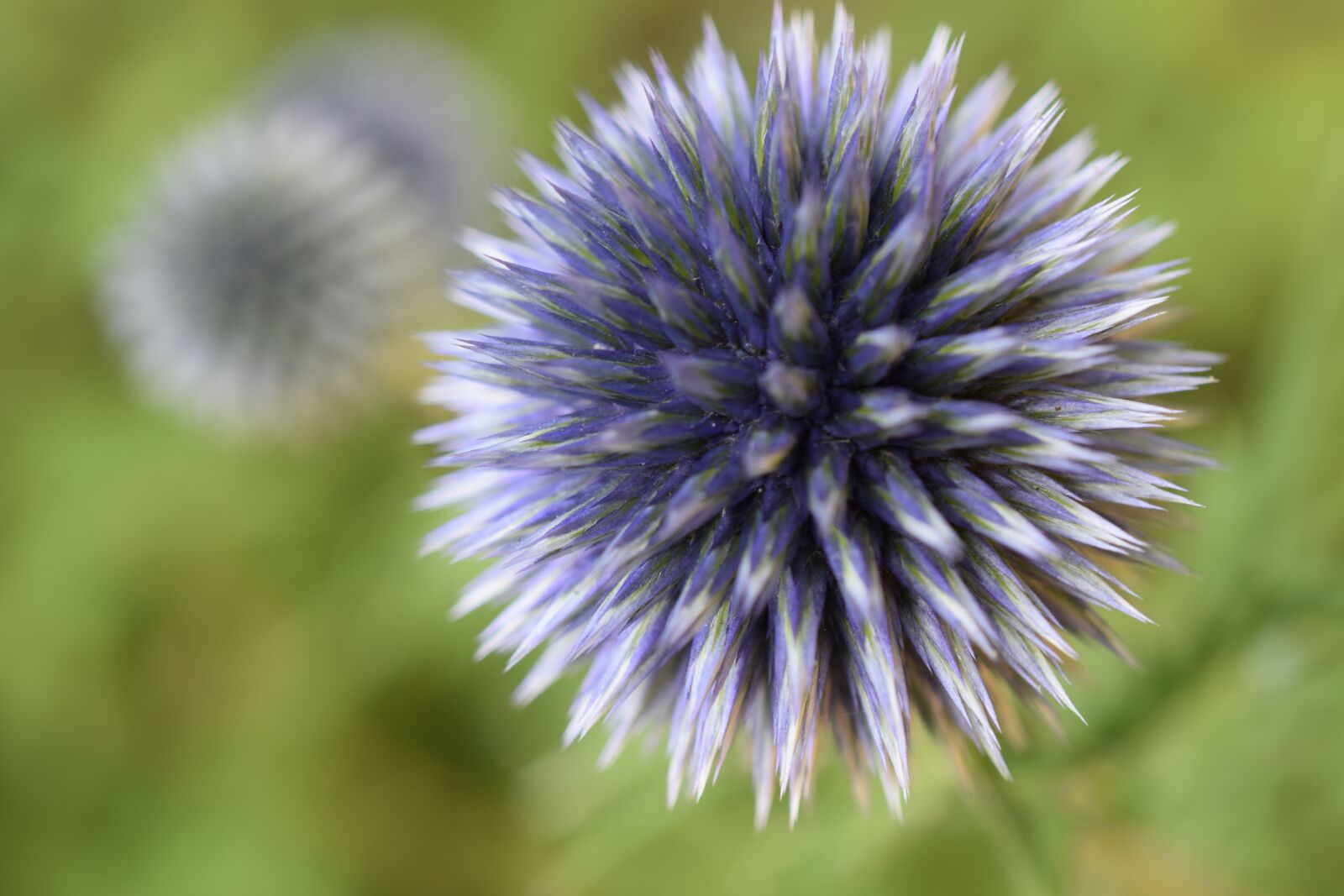 Nikon D3300 sample photo. Flower, bloom, blossom photography