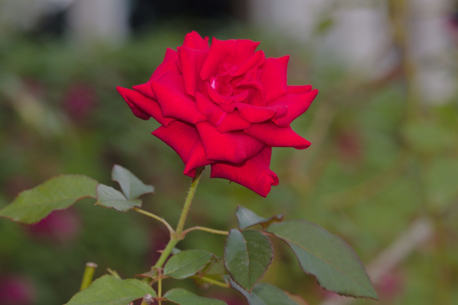 Canon EF-S 55-250mm F4-5.6 IS STM sample photo. Rose, flower, bloom photography