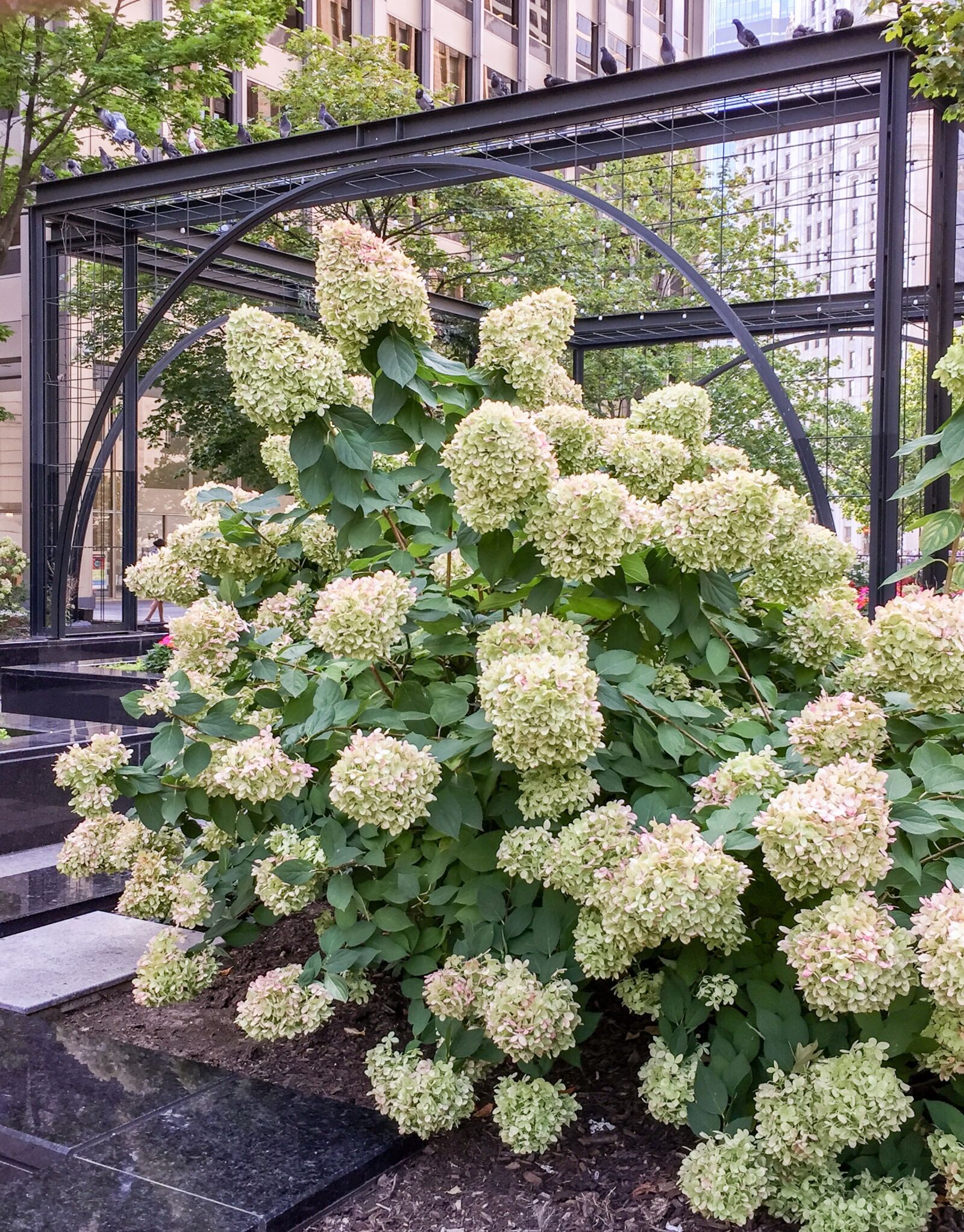 Apple iPhone 6 sample photo. Chicago, flowers, sculpture photography