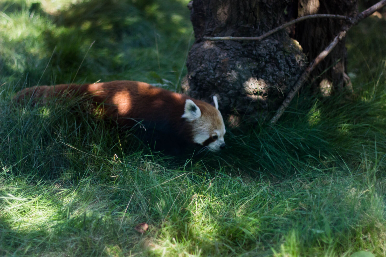 Canon EOS 600D (Rebel EOS T3i / EOS Kiss X5) sample photo. Photo, of, red, panda photography
