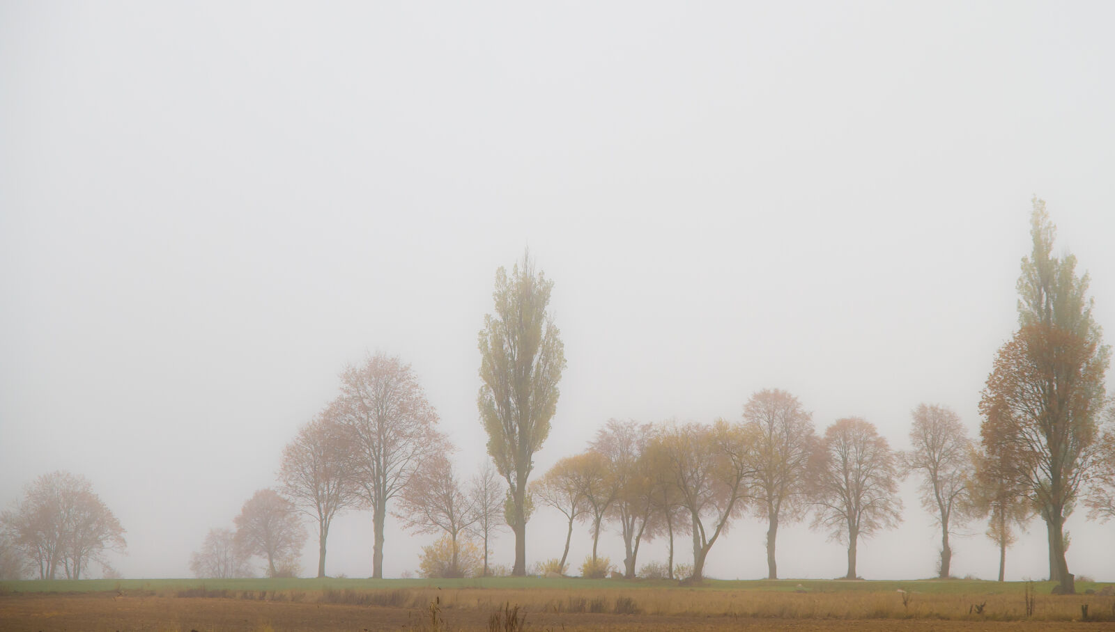 Canon EOS 7D + Sigma 17-70mm F2.8-4 DC Macro OS HSM sample photo. Autumn, field, fog, trees photography
