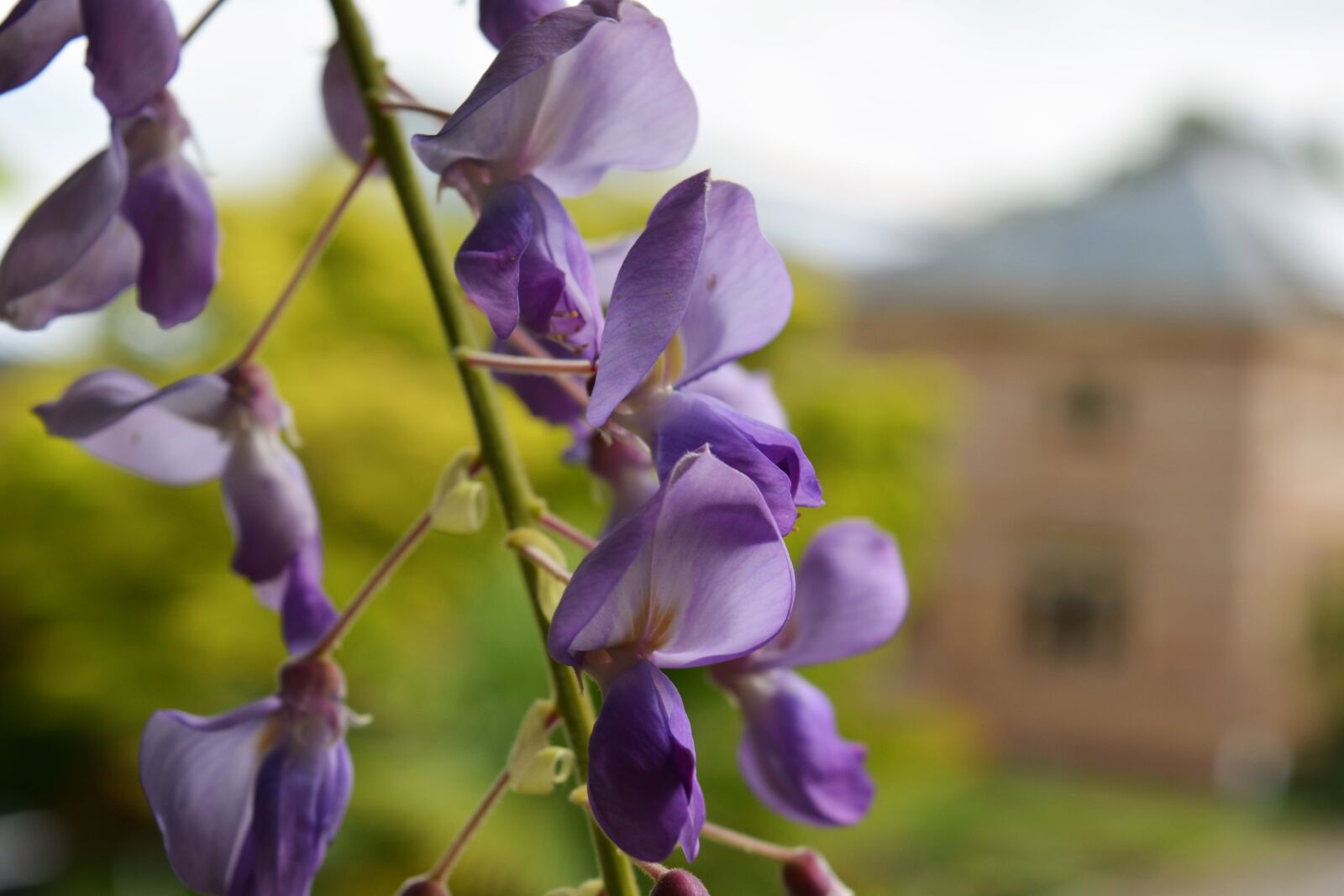 Nikon D5200 sample photo. Close, up, view, flower photography
