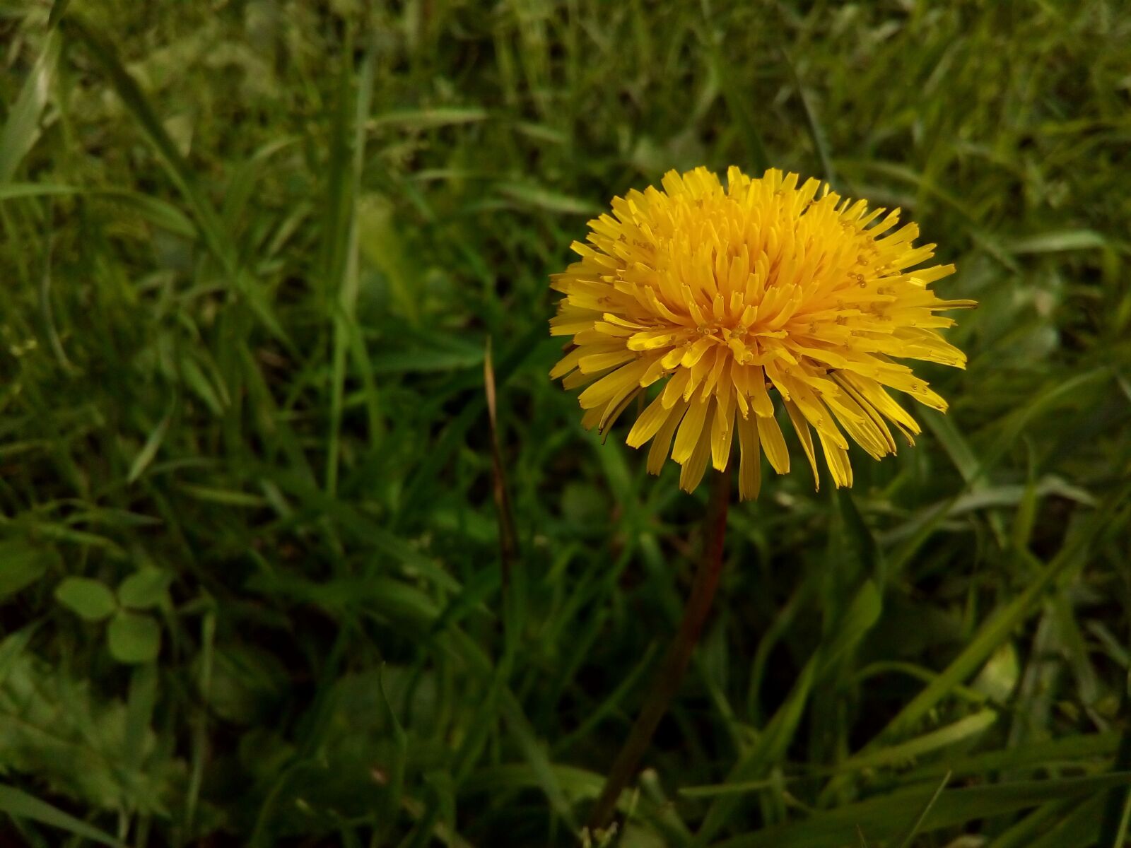 ASUS ZenFone Go (ZC500TG) sample photo. Dandelion, field, flower photography