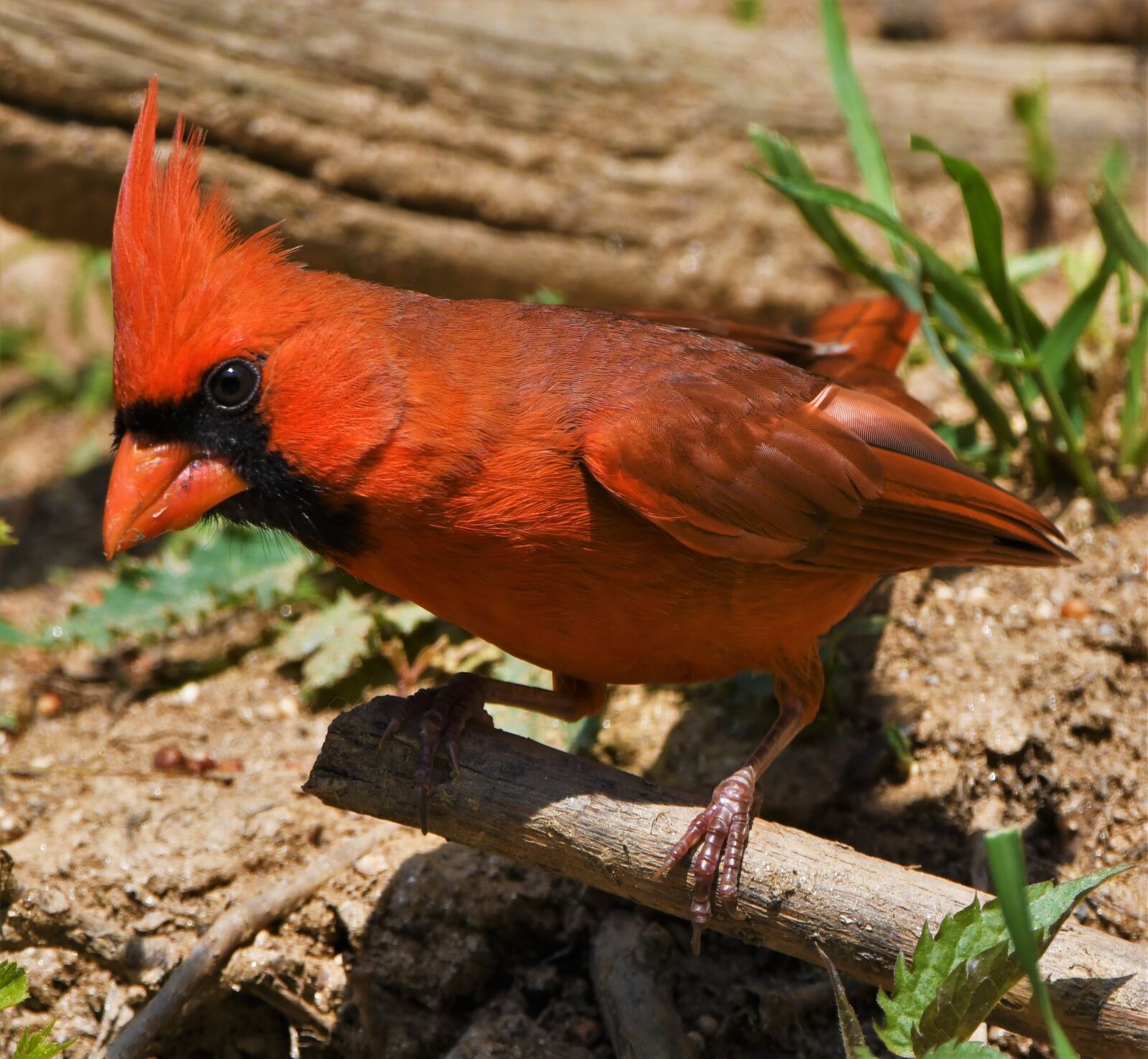 Nikon D850 sample photo. Bird, redbird, cardinal photography