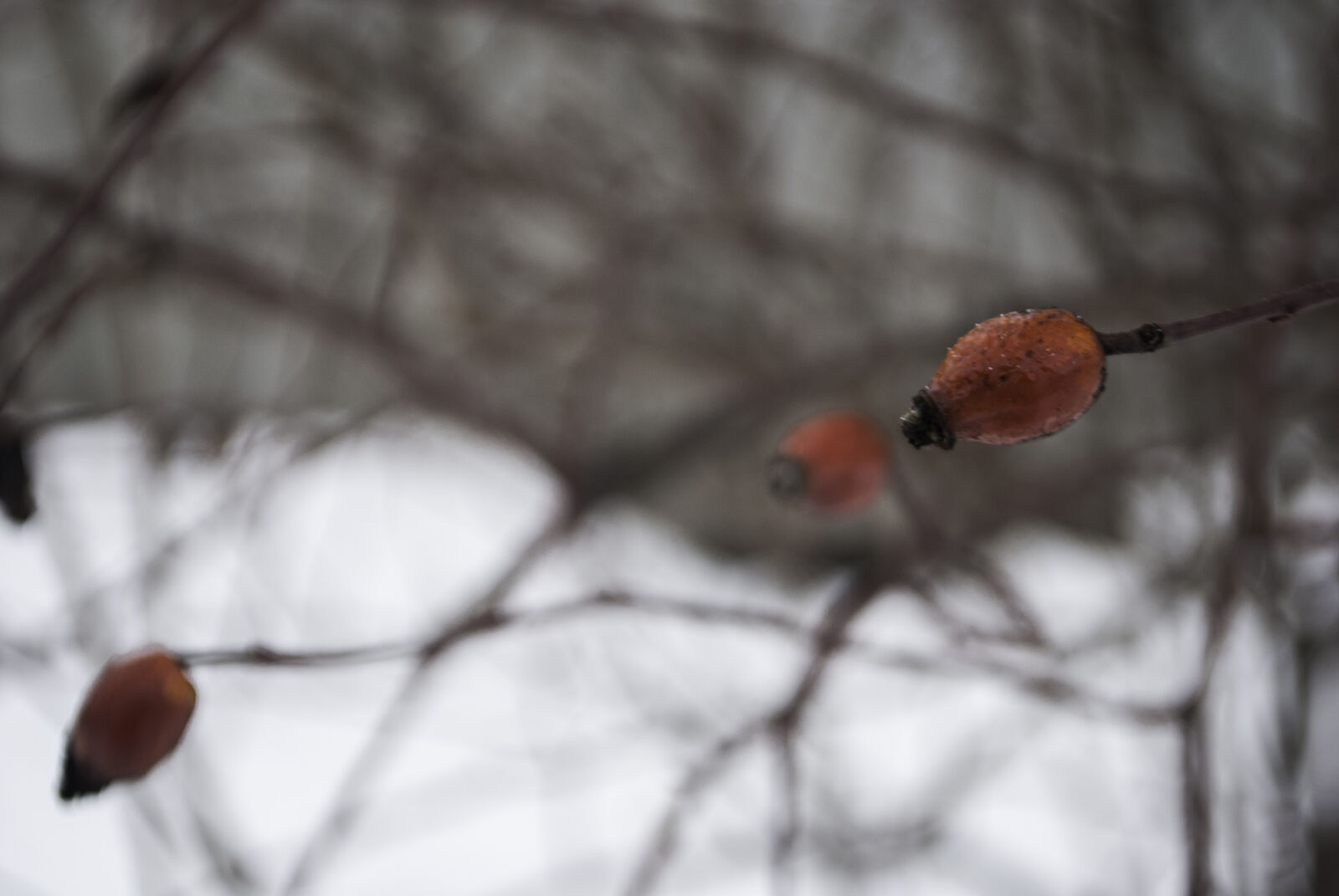 Nikon D3000 sample photo. Parallel, gooseberry, ice, icicle photography