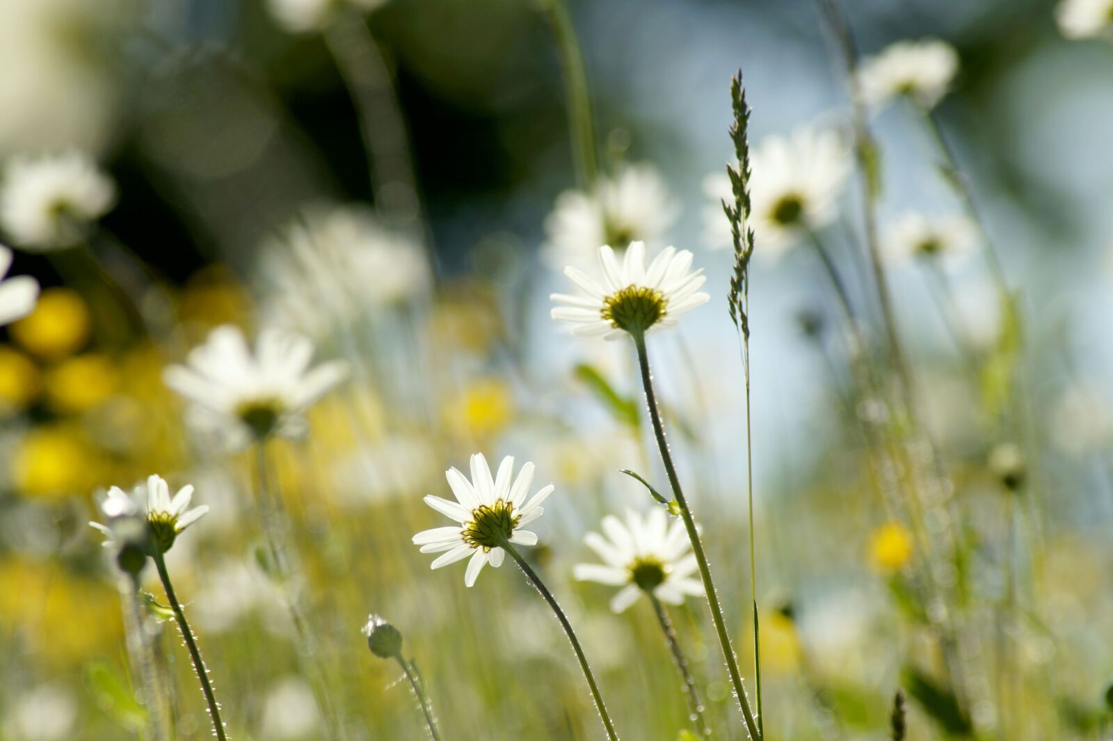 Sony SLT-A58 sample photo. Meadow, daisy, background photography
