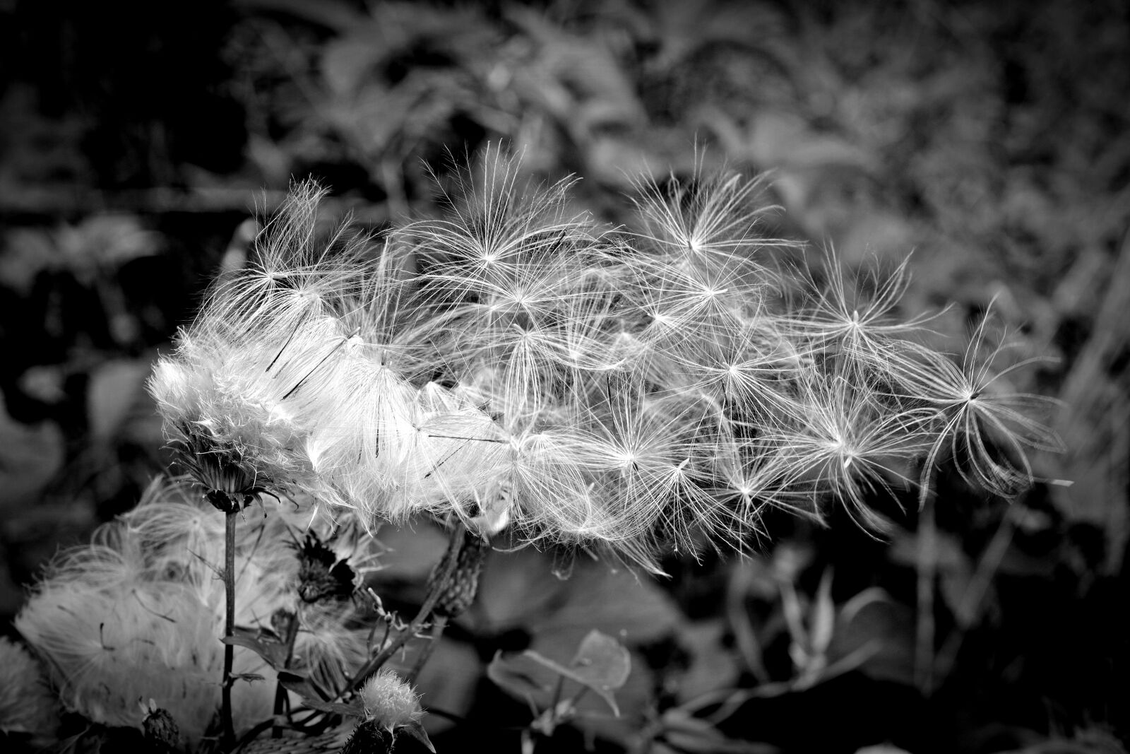 Nikon D5200 sample photo. Seeds, flying seeds, black photography