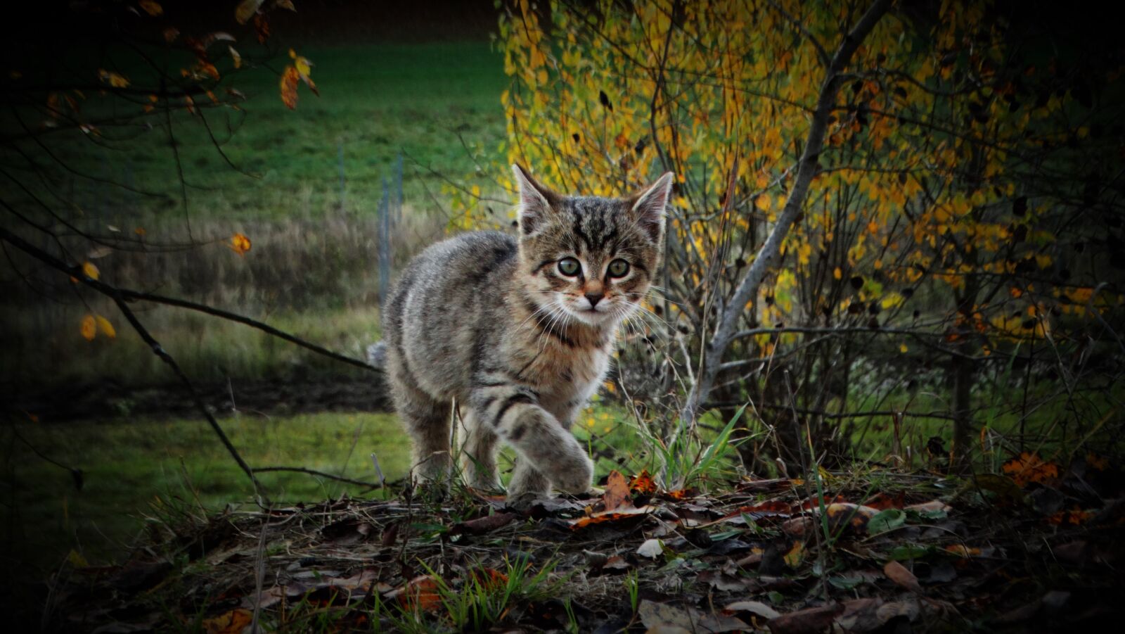 Sony Cyber-shot DSC-HX300 sample photo. Cat, kitten, pet photography